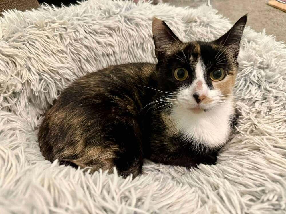 CeCe, Adoptable, Adult Female Domestic Medium Hair.