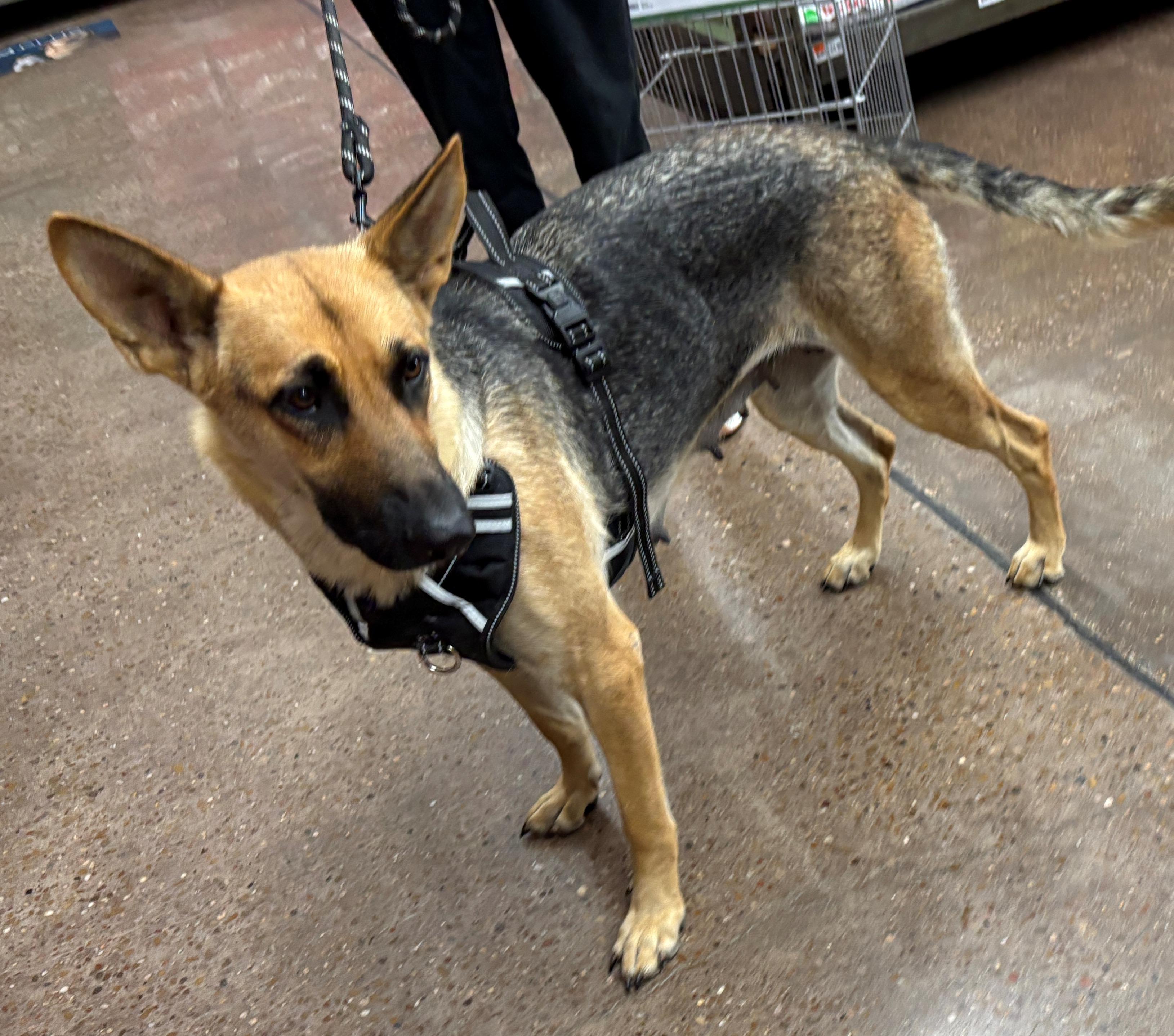 Leche, a ADOPTABLE German Shepherd Dog in Dallas, TX image 4/6