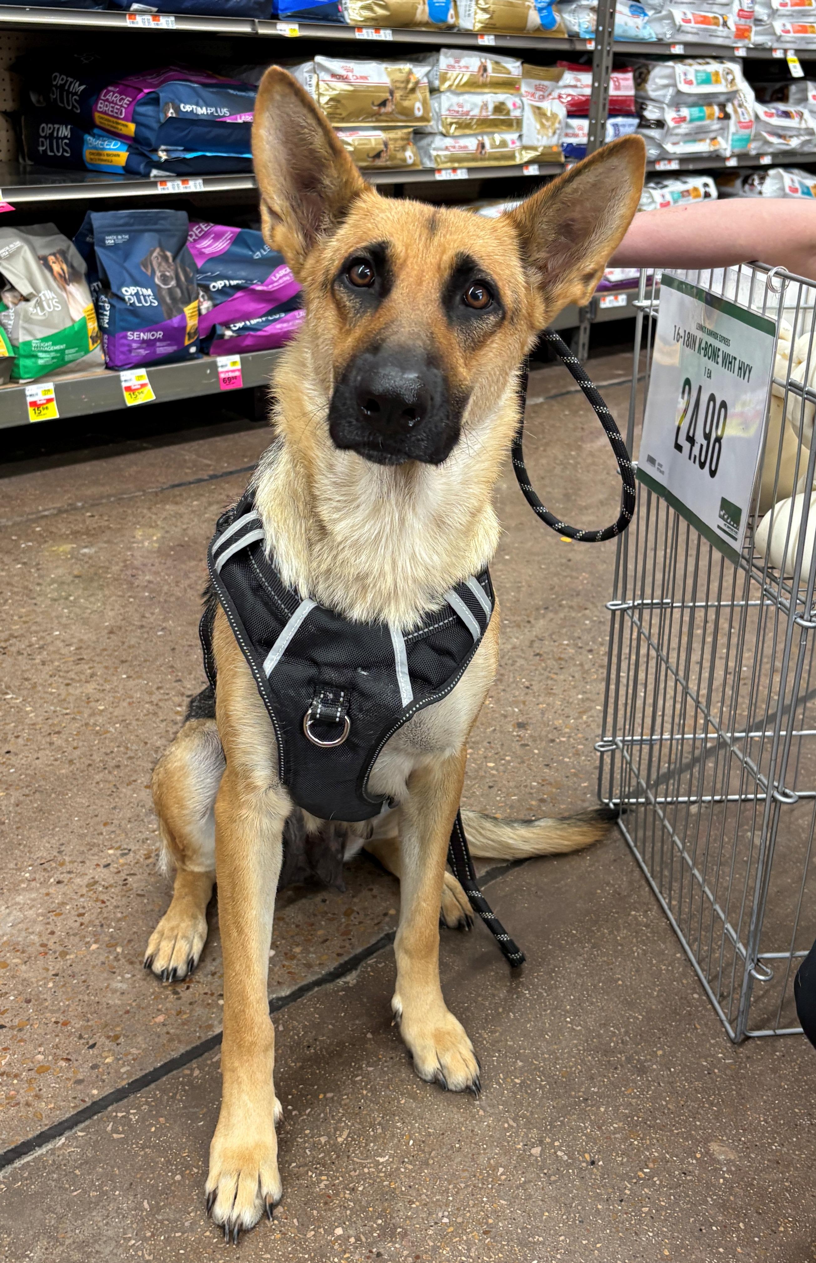 Leche, a ADOPTABLE German Shepherd Dog in Dallas, TX image 6/6