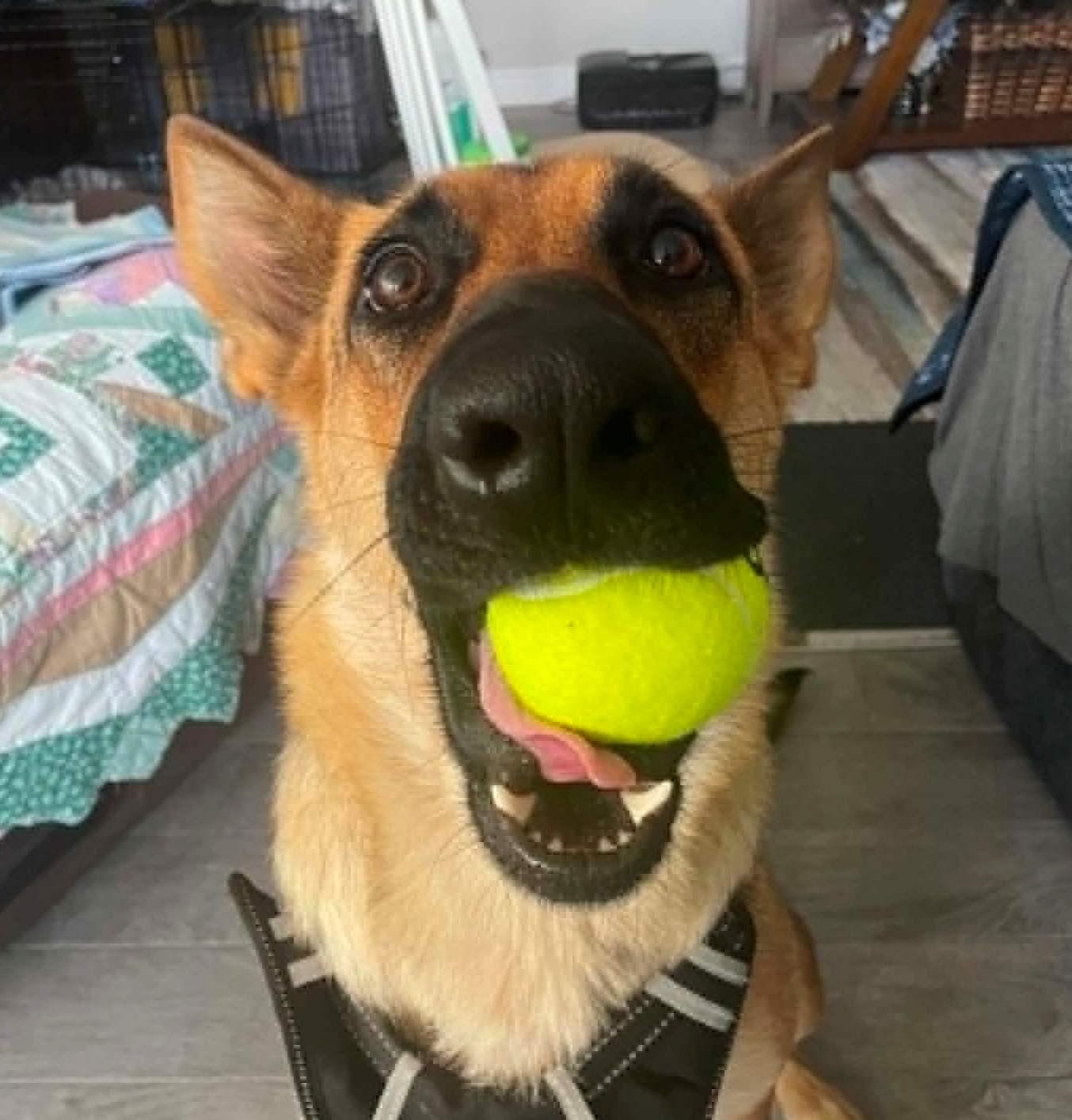 Leche, a ADOPTABLE German Shepherd Dog in Dallas, TX image 1/6