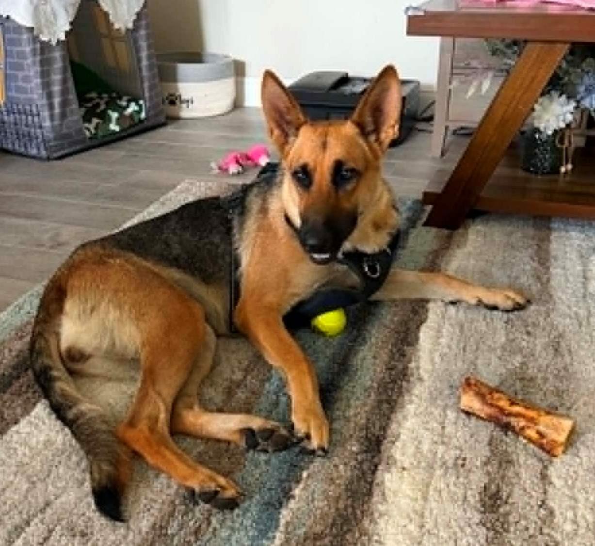 Leche, a ADOPTABLE German Shepherd Dog in Dallas, TX image 2/6