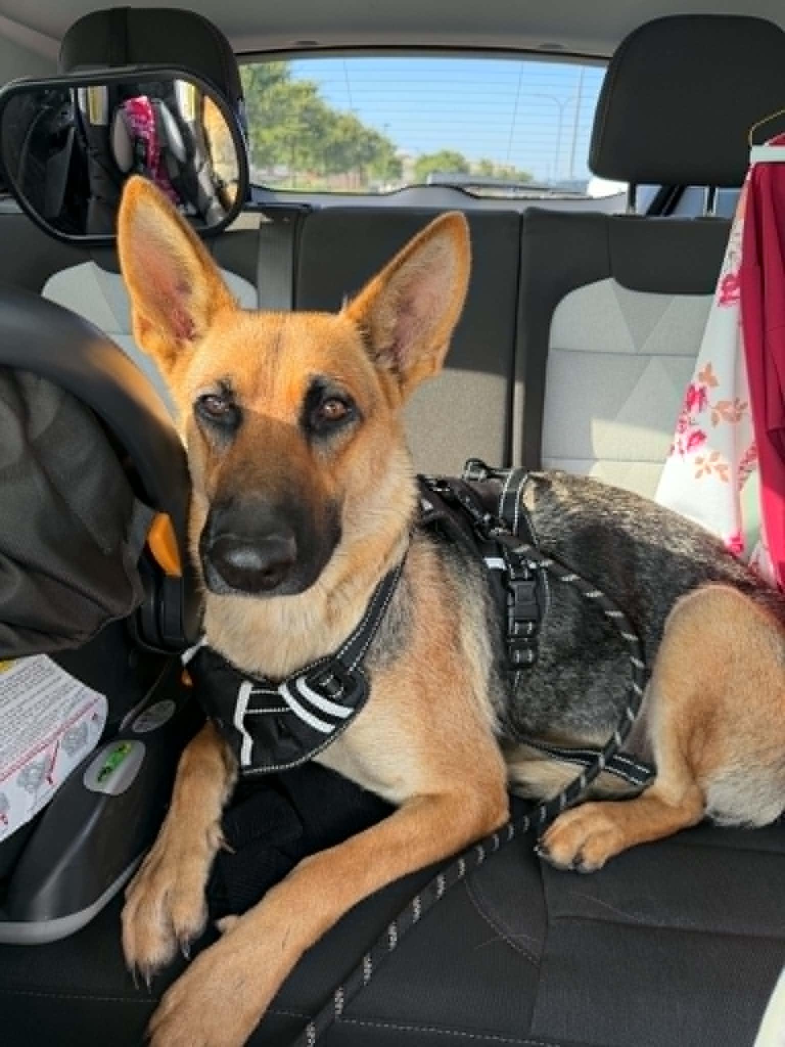 Leche, a ADOPTABLE German Shepherd Dog in Dallas, TX image 5/6