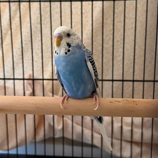 COOKIE MONSTER, Adoptable, Adult Male Parakeet (Other).