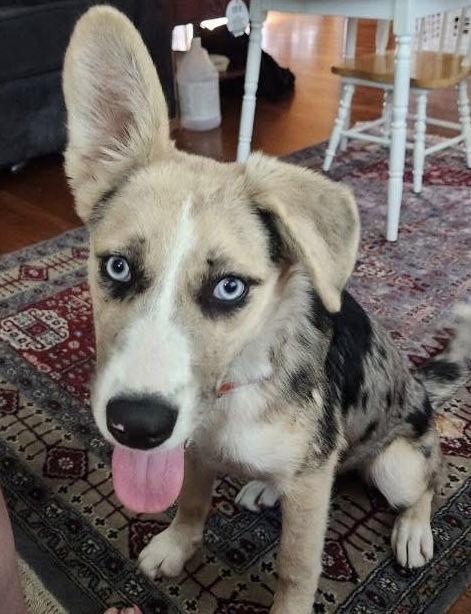 Enlarge Flora, a Adoptable Australian Cattle Dog / Blue Heeler in Columbus, IN image 1/2