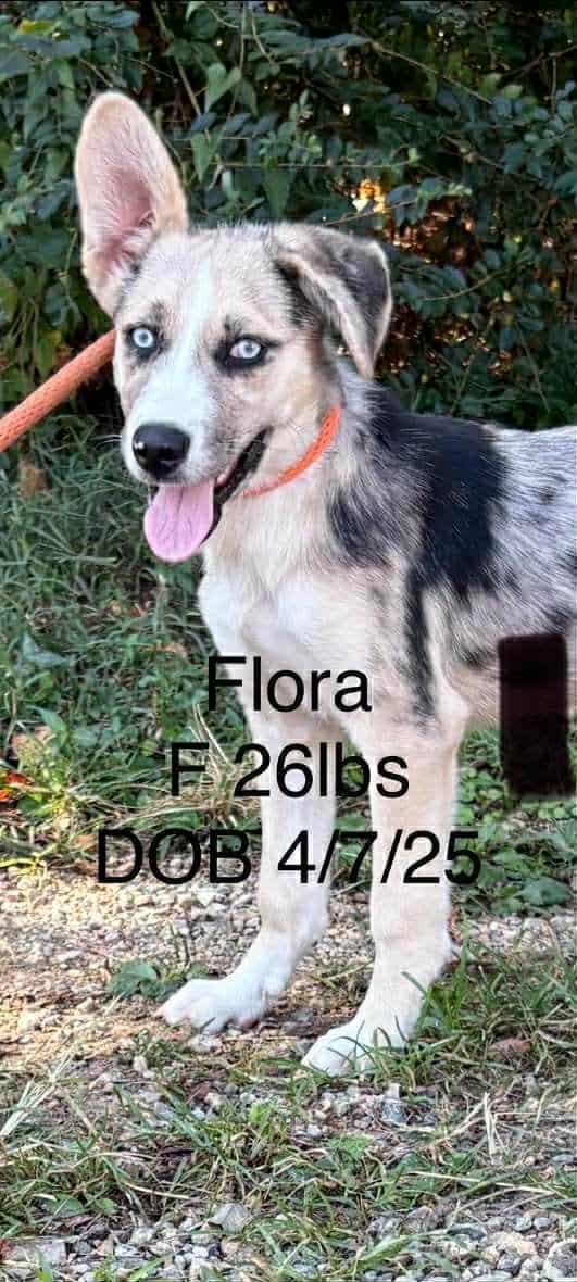 Enlarge Flora, a Adoptable Australian Cattle Dog / Blue Heeler in Columbus, IN image 2/2