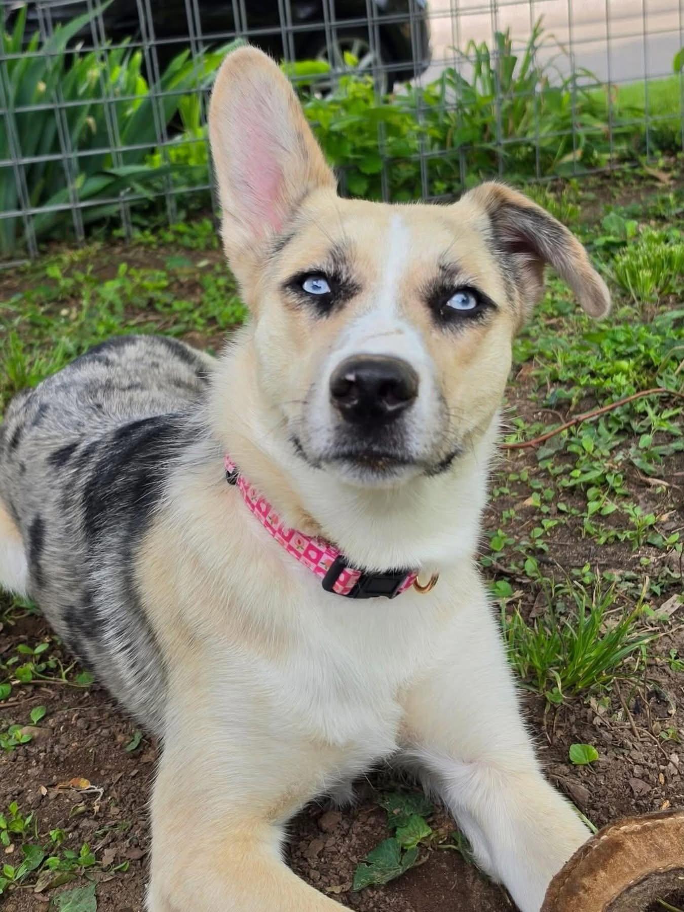 Enlarge Flora, a Adoptable Australian Cattle Dog / Blue Heeler in Columbus, IN image 3/3