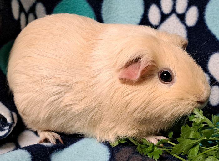 Cream Puff, Adoptable, Adult Female Short-Haired.