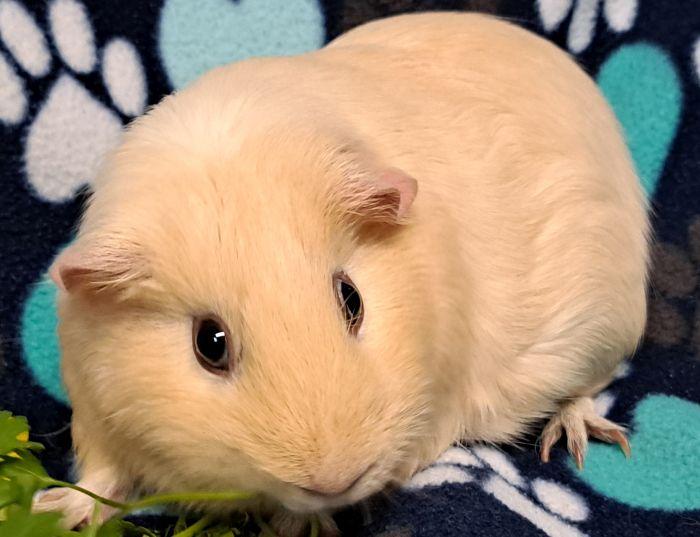 Enlarge Cream Puff, a Adoptable Short-Haired in Gary, IN image 3/3