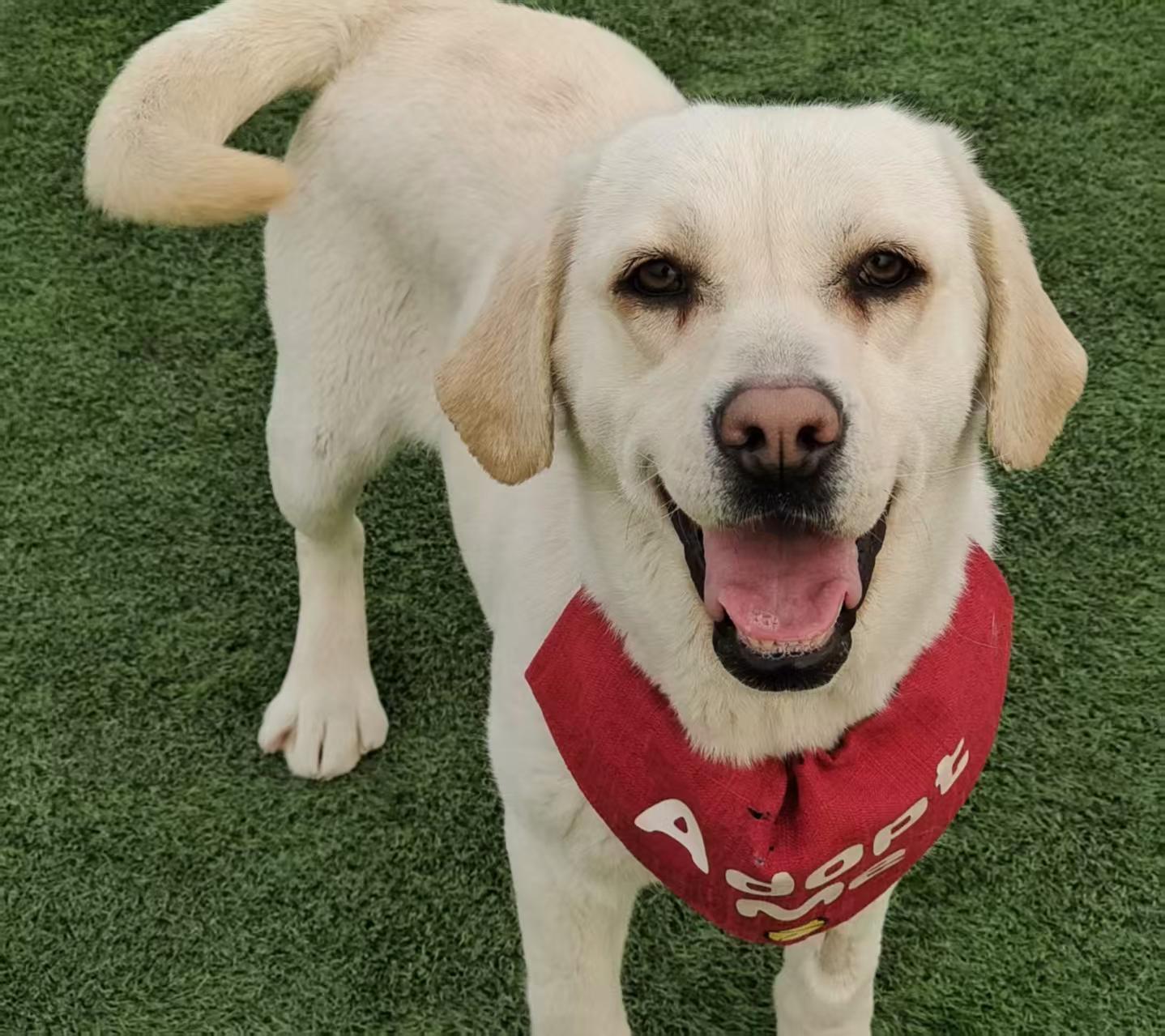 Enlarge Lily, a ADOPTABLE Labrador Retriever in Vancouver, BC image 3/3