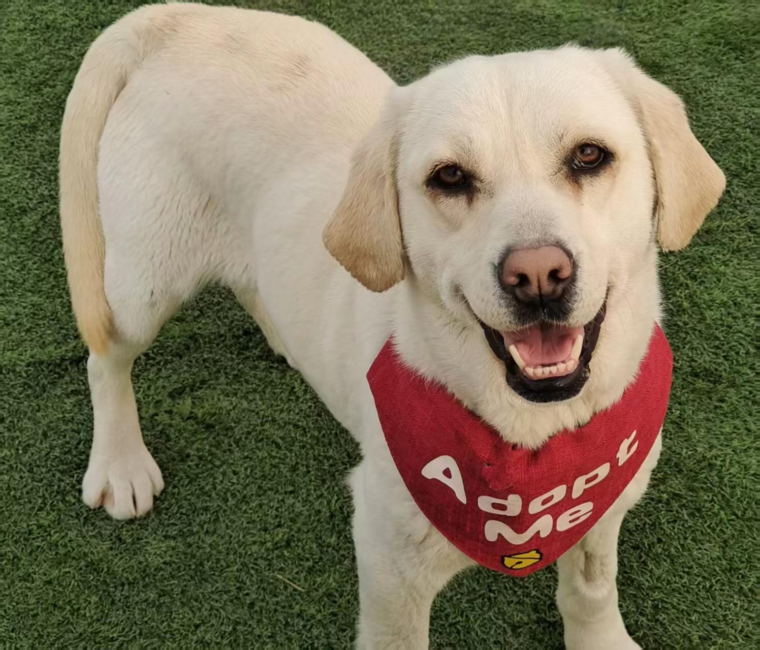 Enlarge Lily, a ADOPTABLE Labrador Retriever in Vancouver, BC image 1/3