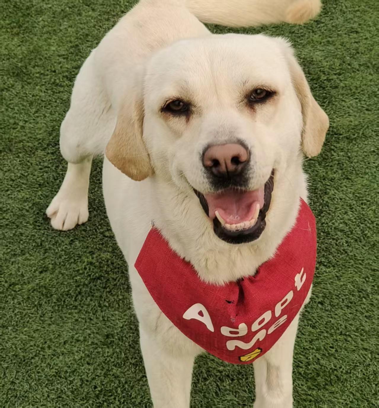 Enlarge Lily, a ADOPTABLE Labrador Retriever in Vancouver, BC image 2/3