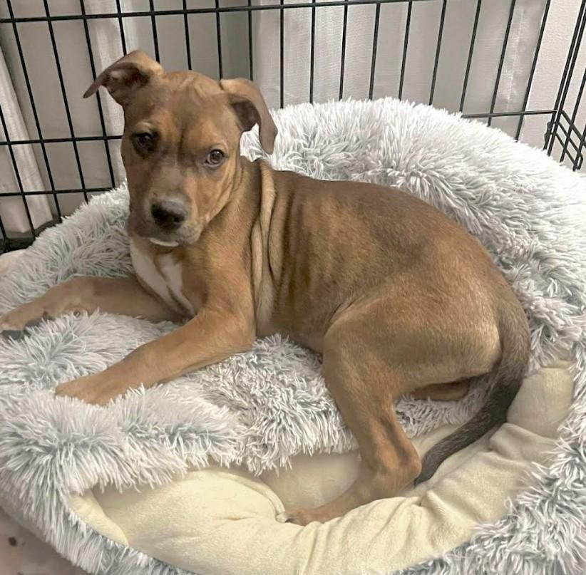 Enlarge Jingle, a Adoptable mixed breed in Owings, MD image 3/6