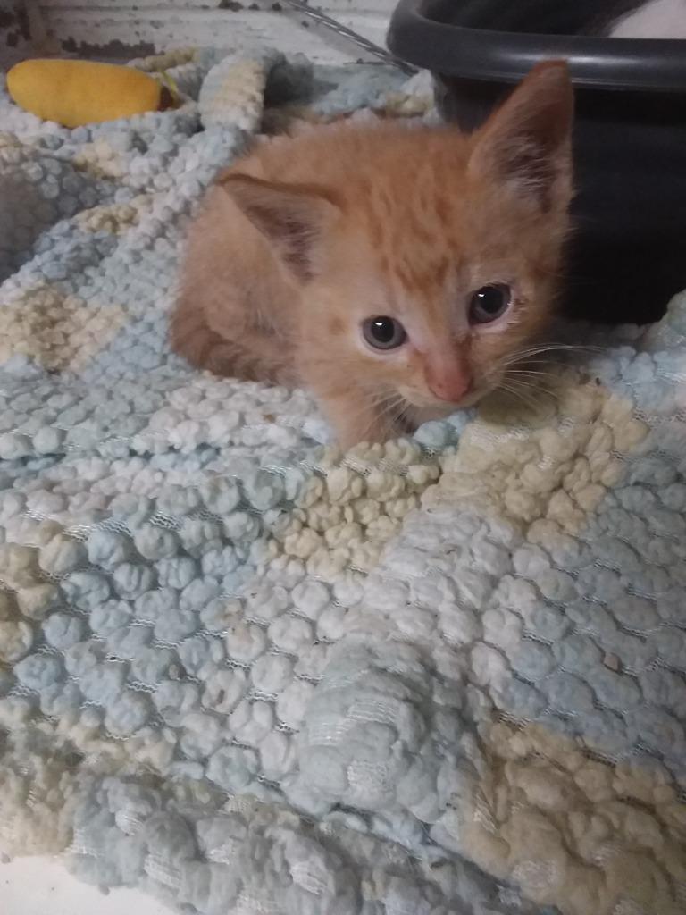 Enlarge Imona, a Adoptable mixed breed in Ada, OK image 1/1