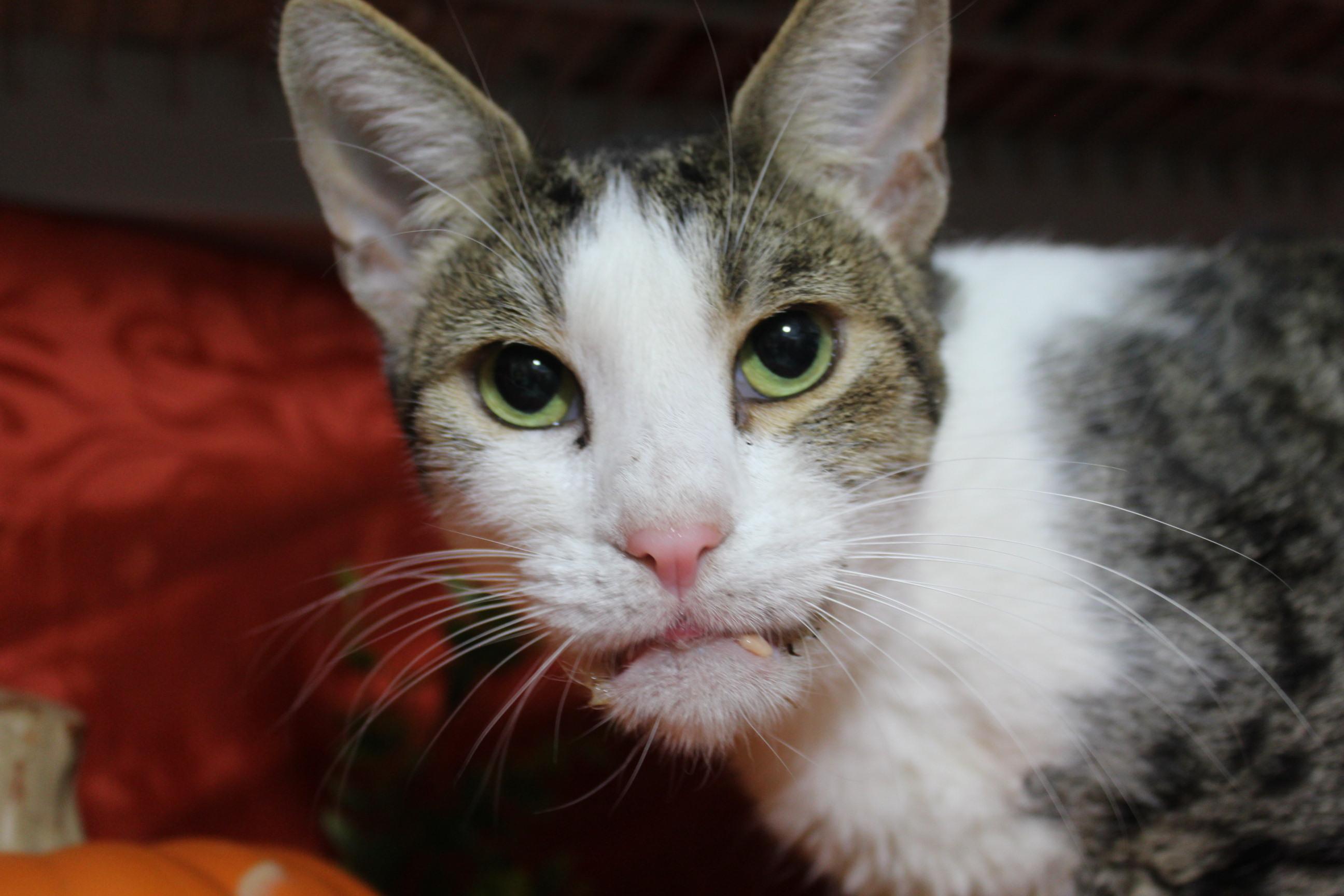 Captain Smush, an adoptable Domestic Short Hair in Yuma, AZ, 85364 | Photo Image 1
