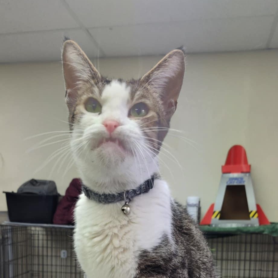 Captain Smush, an adoptable Domestic Short Hair in Yuma, AZ, 85364 | Photo Image 3
