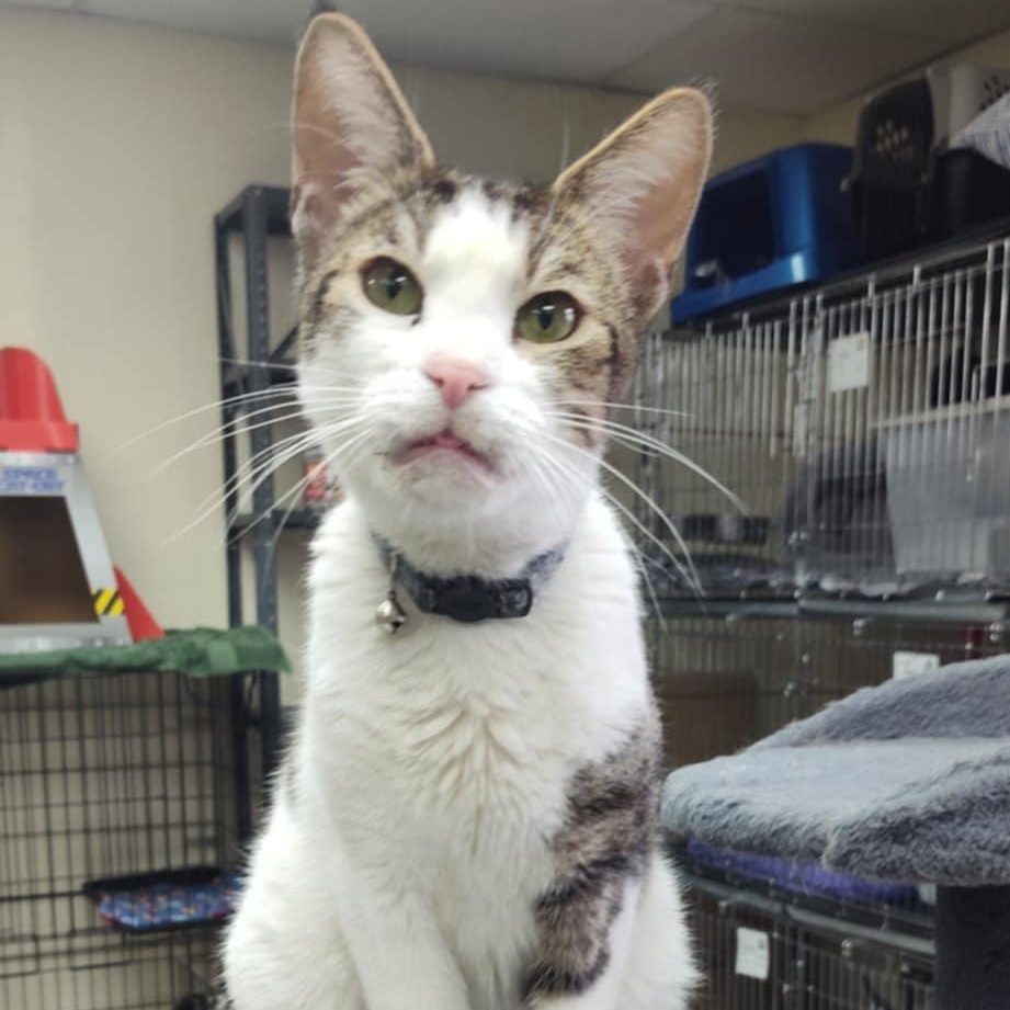 Captain Smush, an adoptable Domestic Short Hair in Yuma, AZ, 85364 | Photo Image 4