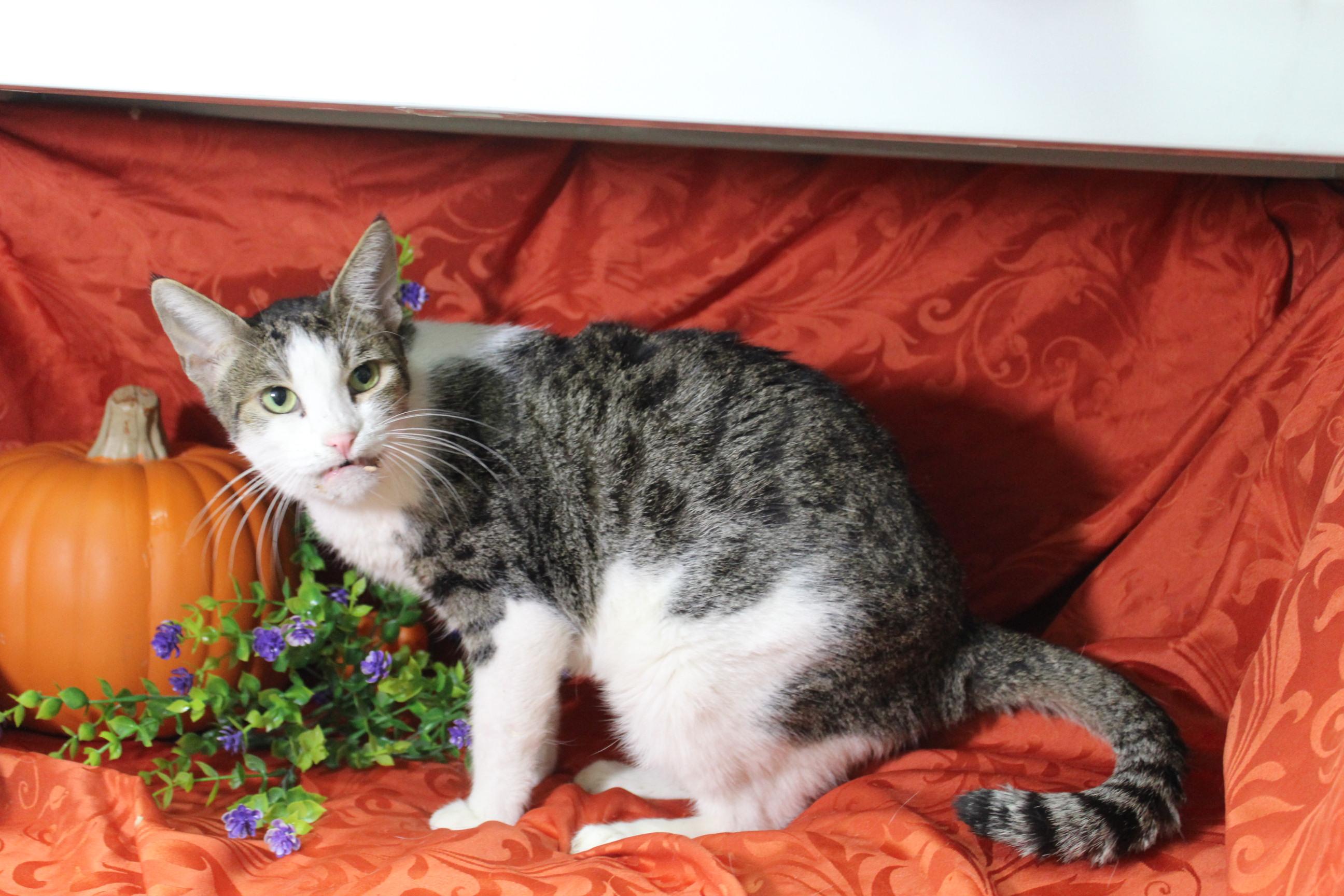 Captain Smush, an adoptable Domestic Short Hair in Yuma, AZ, 85364 | Photo Image 2
