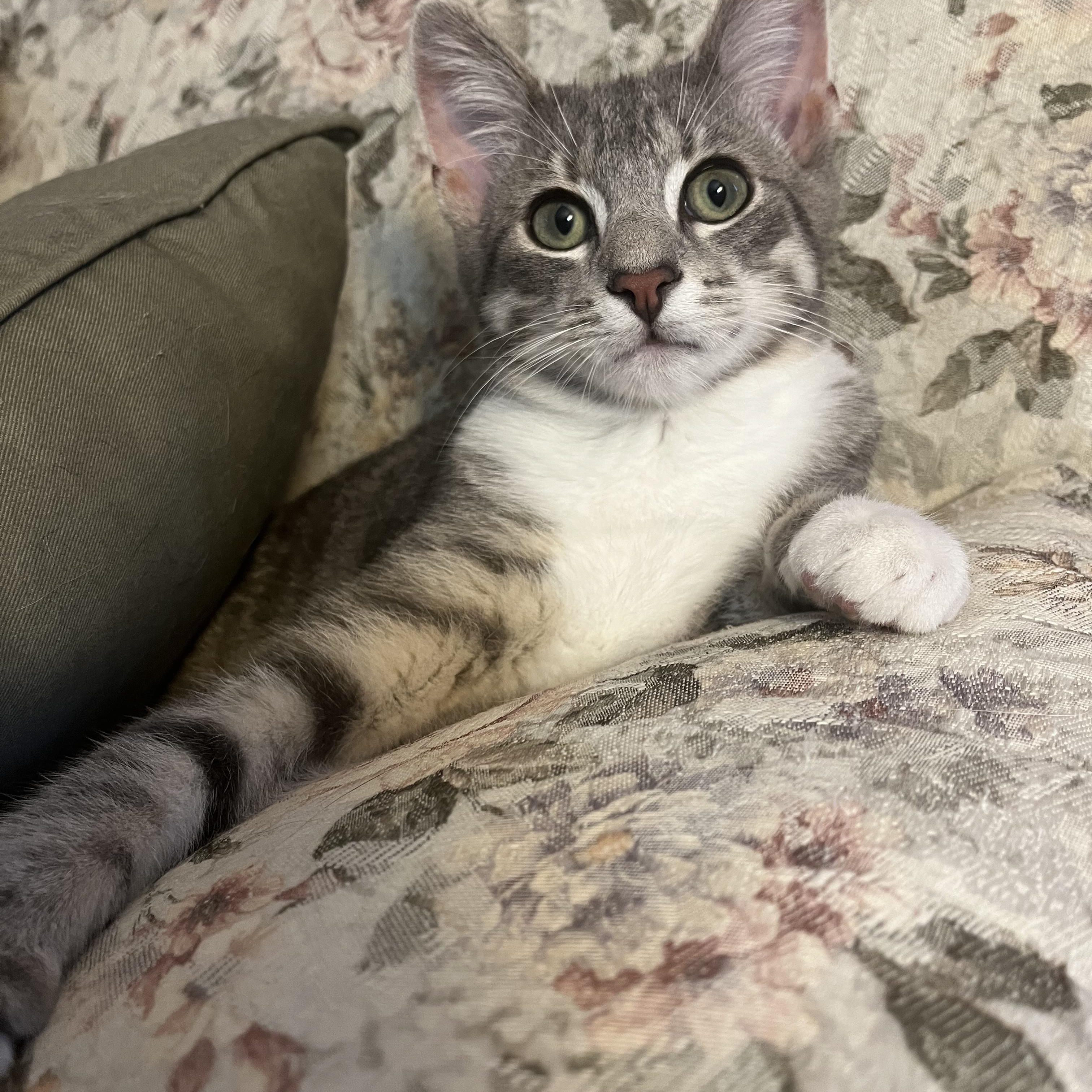 Enlarge Aspen, a Adopted mixed breed in Massillon, OH image 2/6