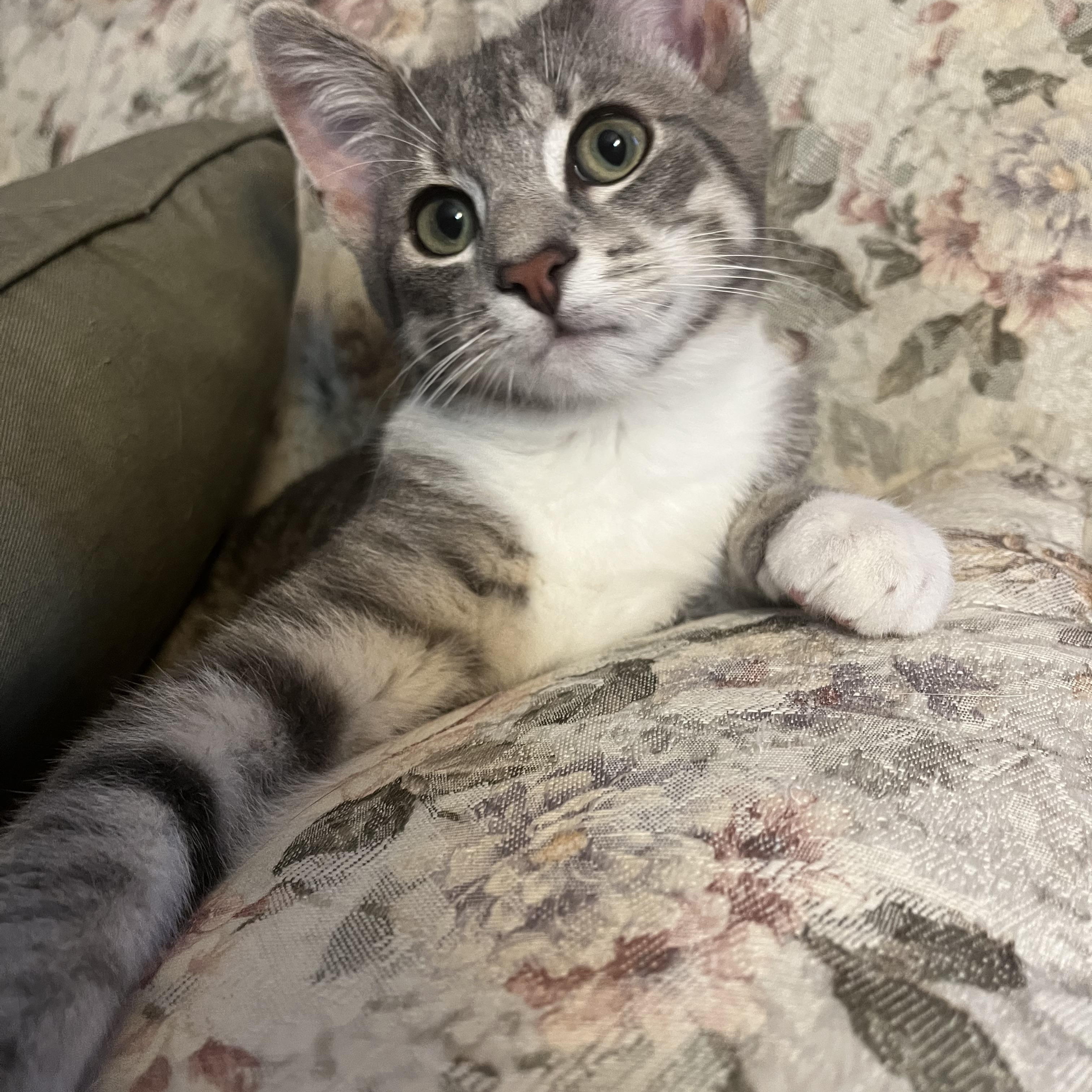 Enlarge Aspen, a Adopted mixed breed in Massillon, OH image 6/6