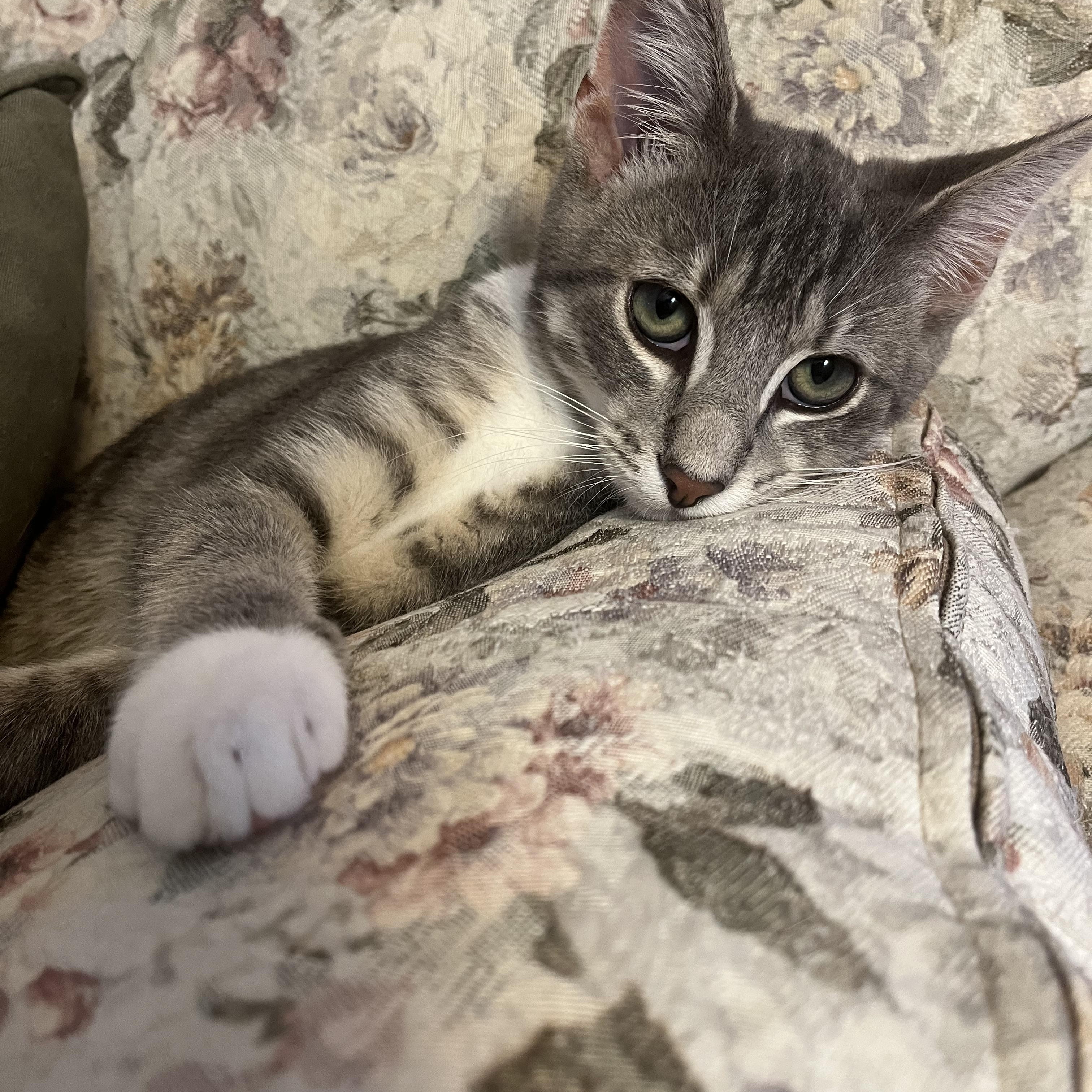 Aspen, Adopted, Kitten Male Domestic Short Hair.