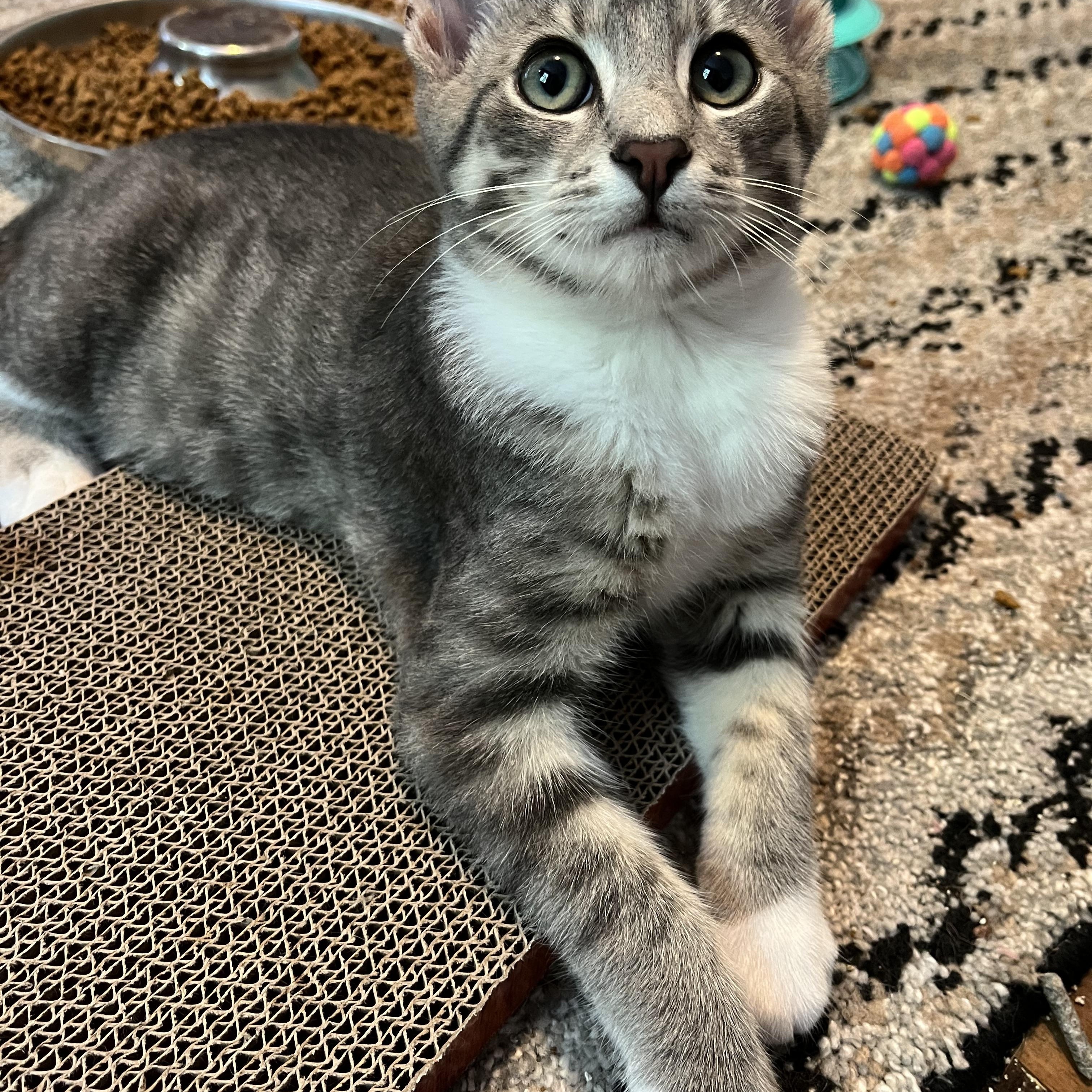 Enlarge Aspen, a Adopted mixed breed in Massillon, OH image 5/6