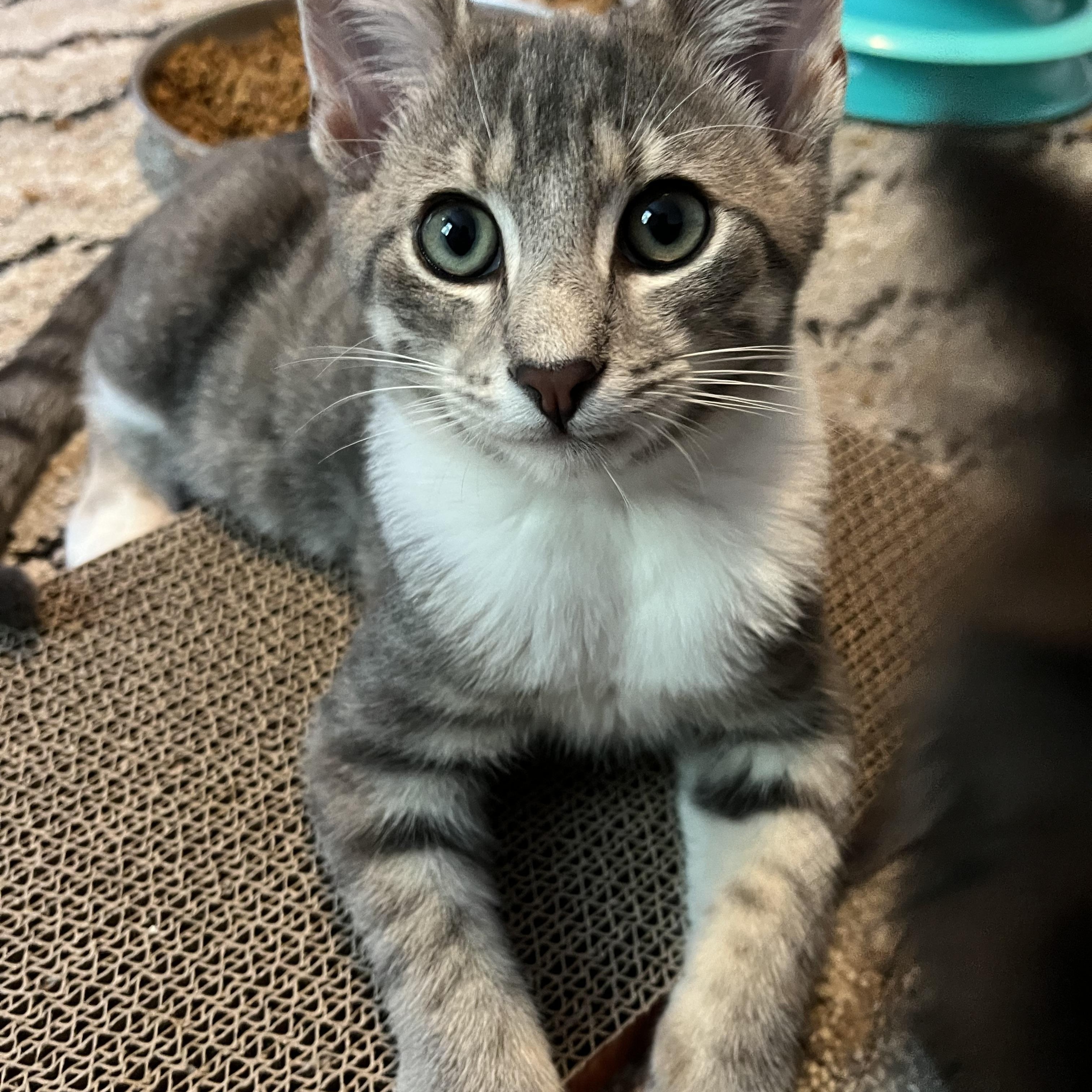 Enlarge Aspen, a Adopted mixed breed in Massillon, OH image 3/6