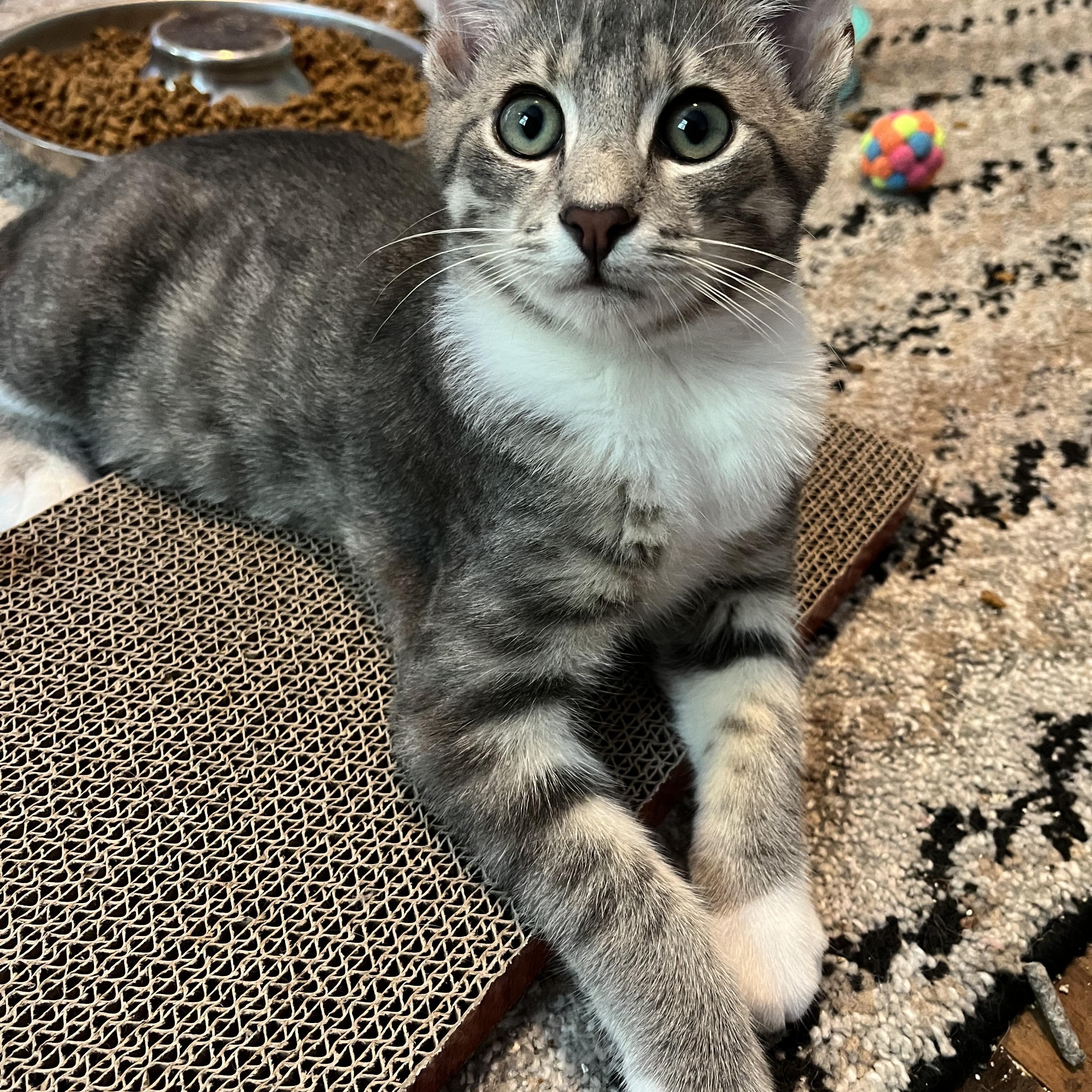 Enlarge Aspen, a Adopted mixed breed in Massillon, OH image 4/6