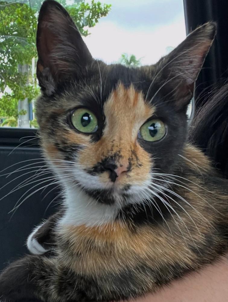 Amira, Adoptable, Kitten Female Domestic Short Hair.
