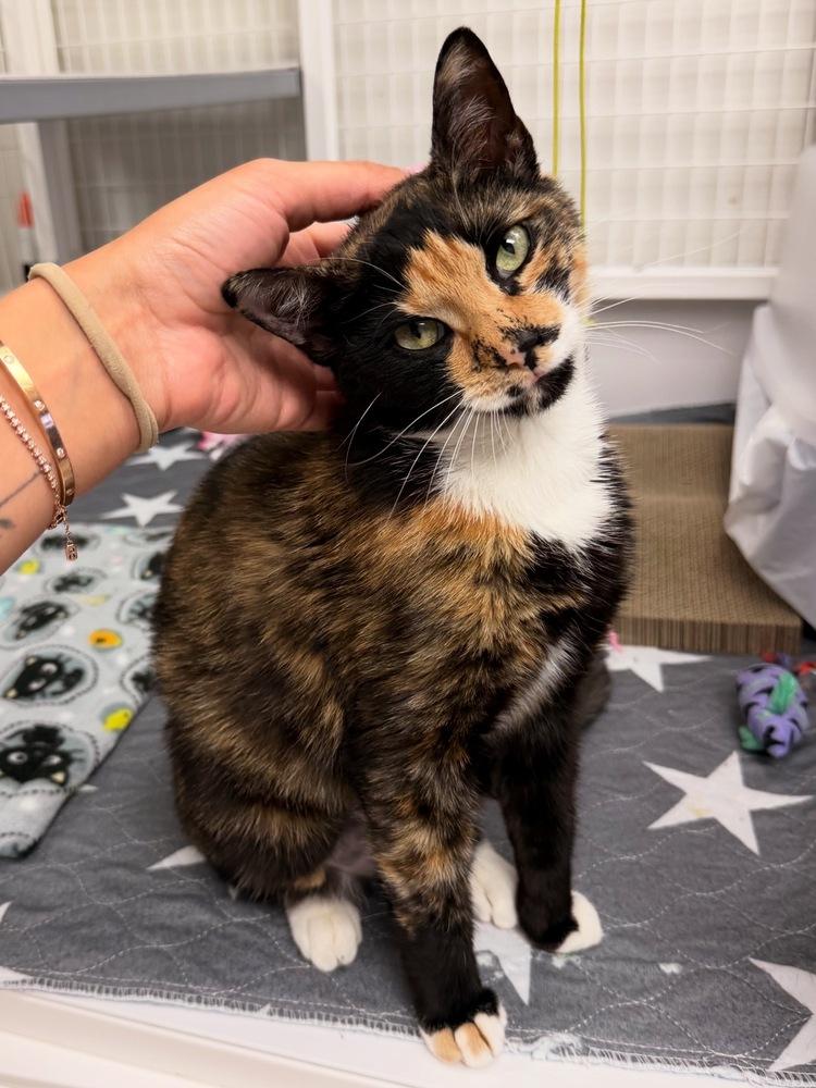 Enlarge Amira, a Adoptable mixed breed in Fort Lauderdale, FL image 2/3