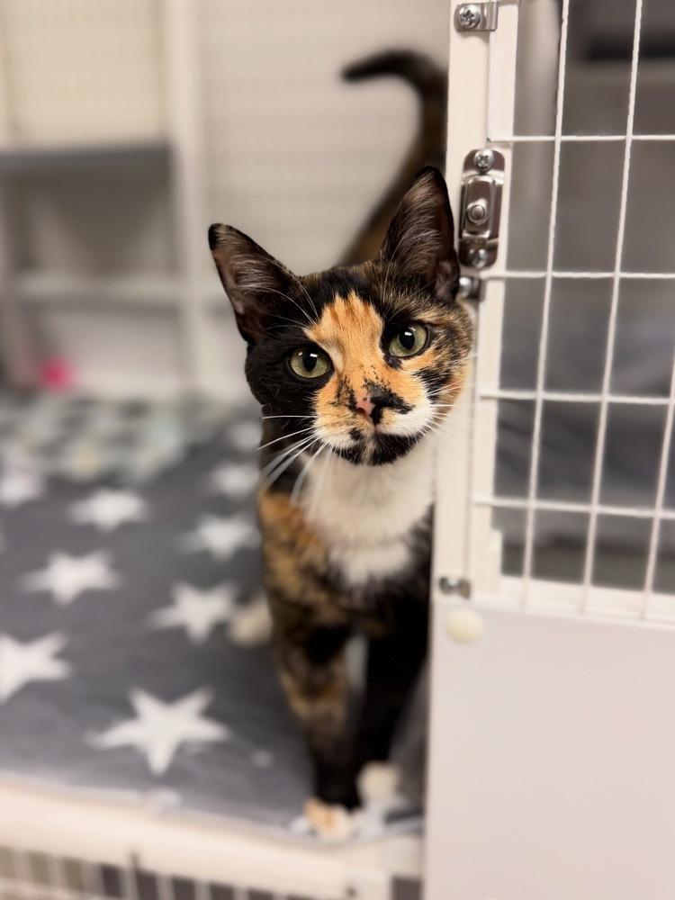 Enlarge Amira, a Adoptable mixed breed in Fort Lauderdale, FL image 3/3