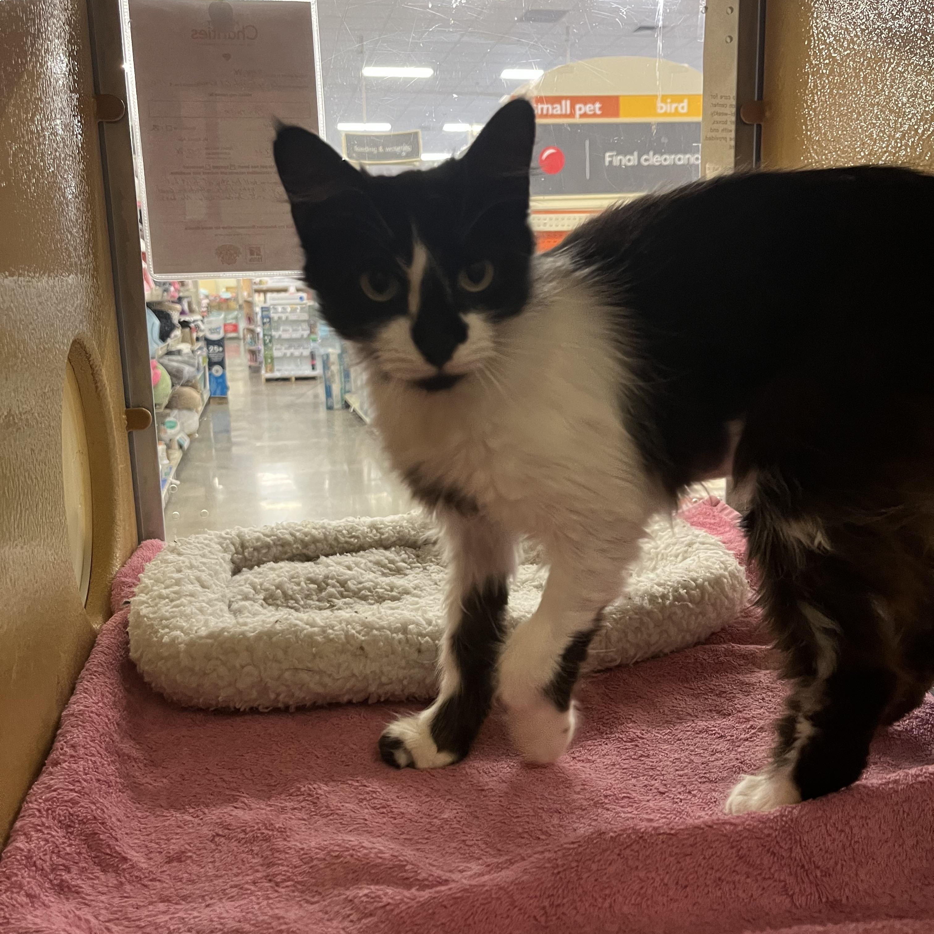 Enlarge Panther, a ADOPTABLE Domestic Medium Hair in Tustin, CA image 3/4