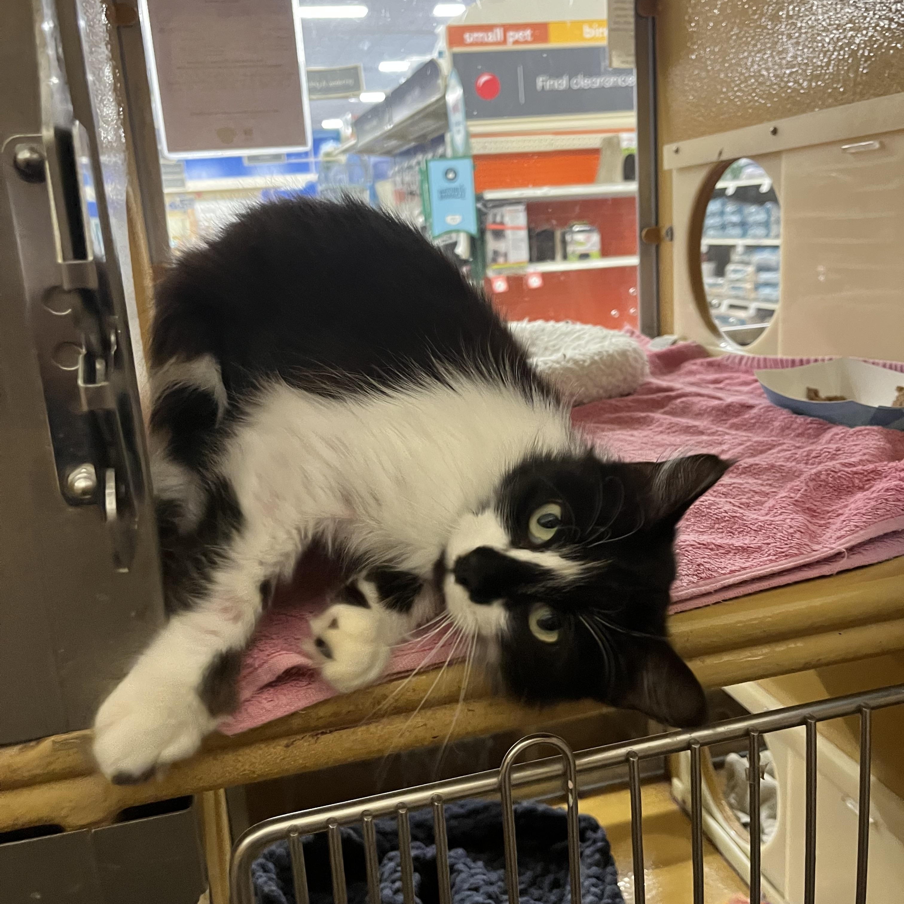 Enlarge Panther, a ADOPTABLE Domestic Medium Hair in Tustin, CA image 1/4