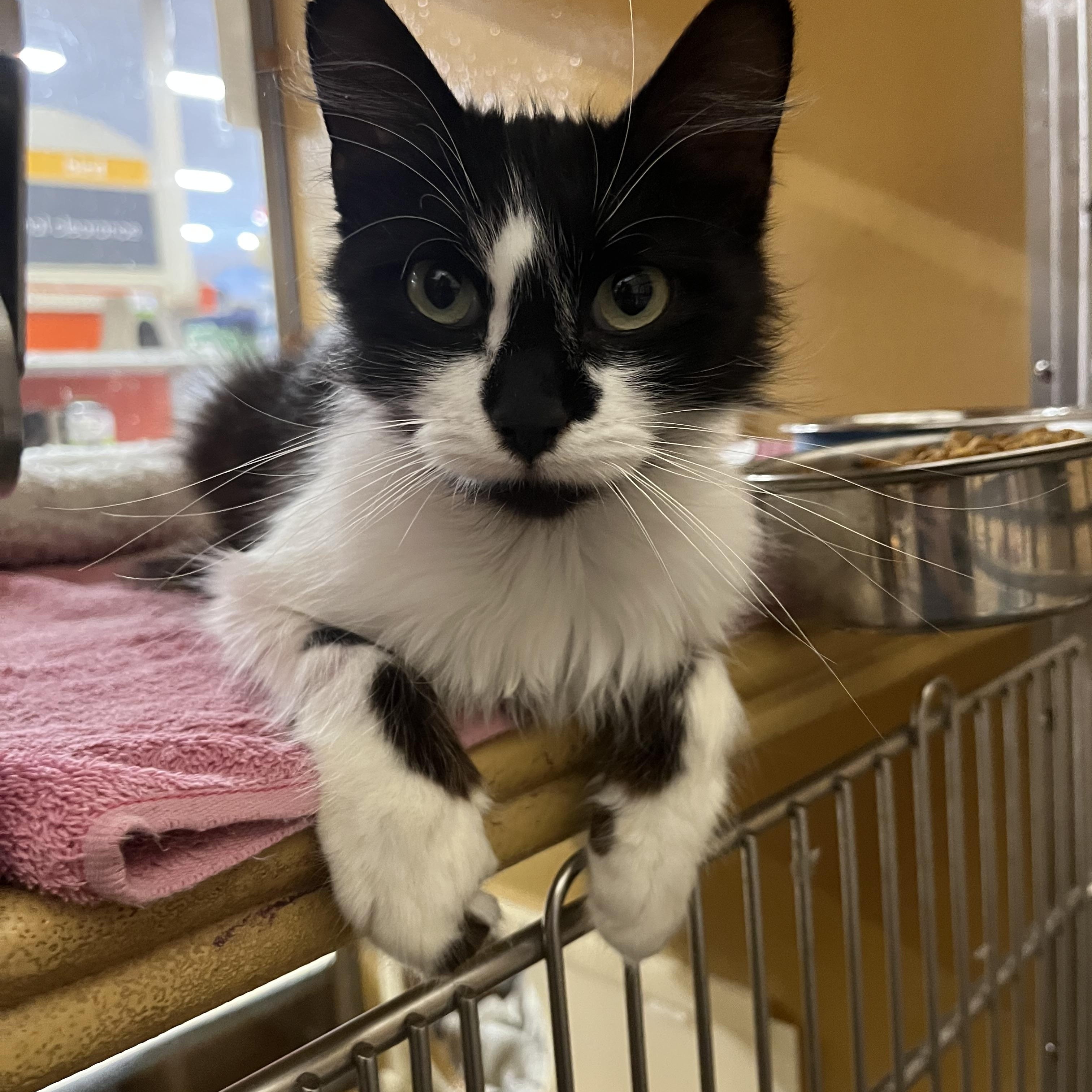 Enlarge Panther, a ADOPTABLE Domestic Medium Hair in Tustin, CA image 2/4