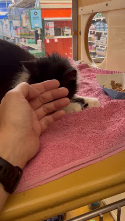 Enlarge Panther, a ADOPTABLE Domestic Medium Hair in Tustin, CA video 4/4