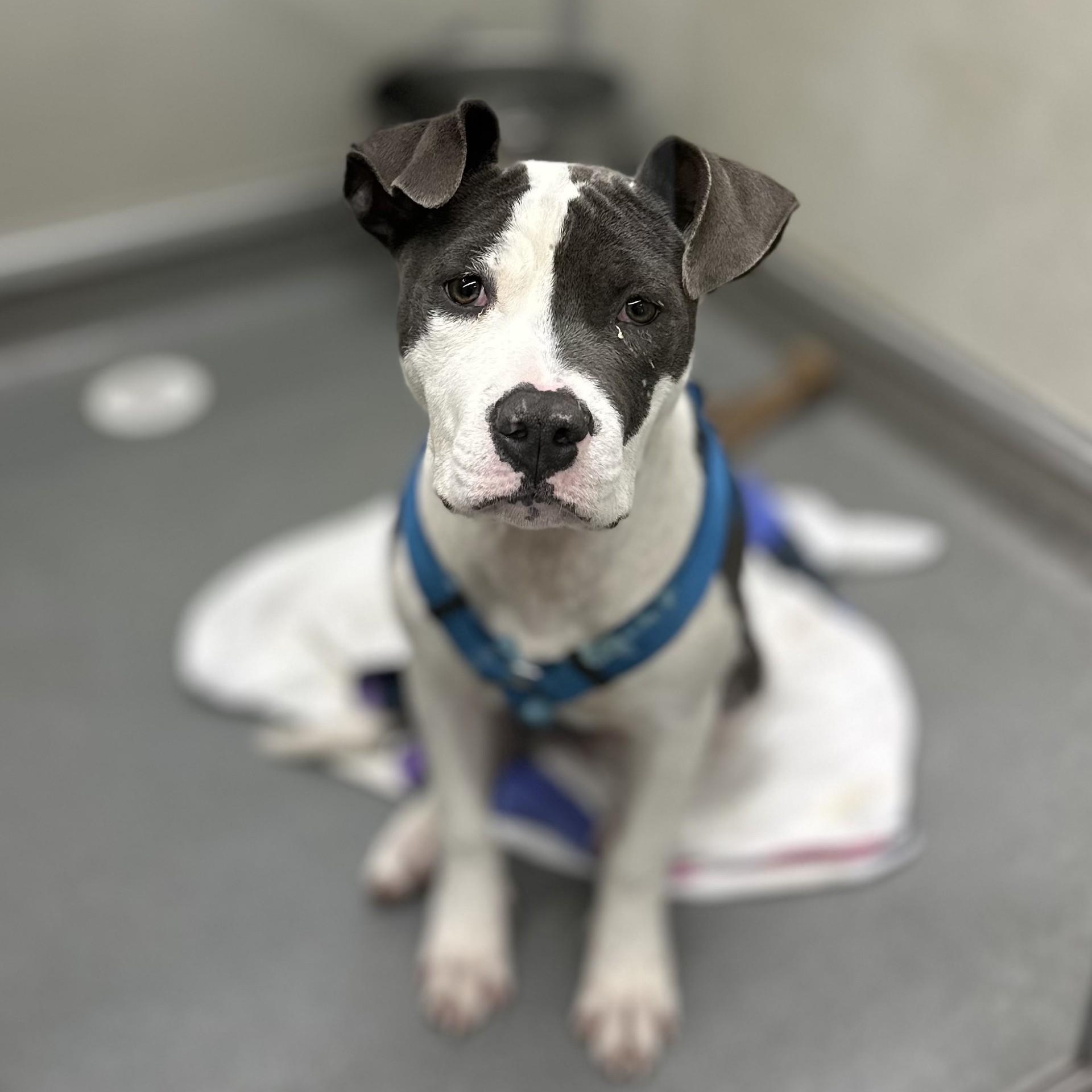 Bonnie #3803 (808), a Adoptable mixed breed in Victorville, CA image 1/2