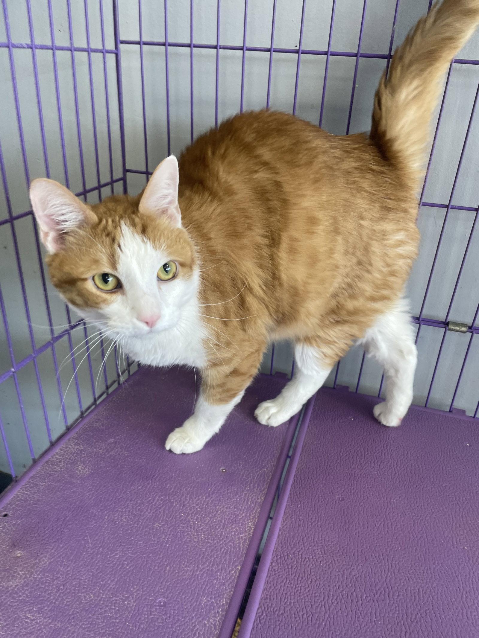 Enlarge Jack, a Adoptable mixed breed in Georgetown, KY image 1/1