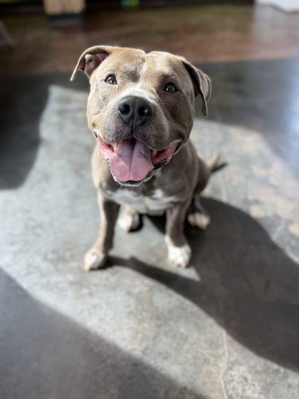 Tiny, Adoptable, Adult Male Mixed Breed & Mixed Breed.