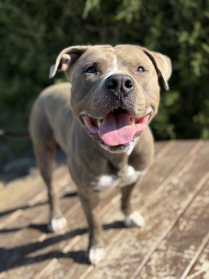Tiny, Adoptable, Adult Male Mixed Breed & Mixed Breed.