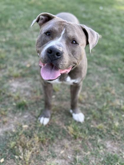 Enlarge Tiny, a Adoptable mixed breed in Memphis, TN image 3/3