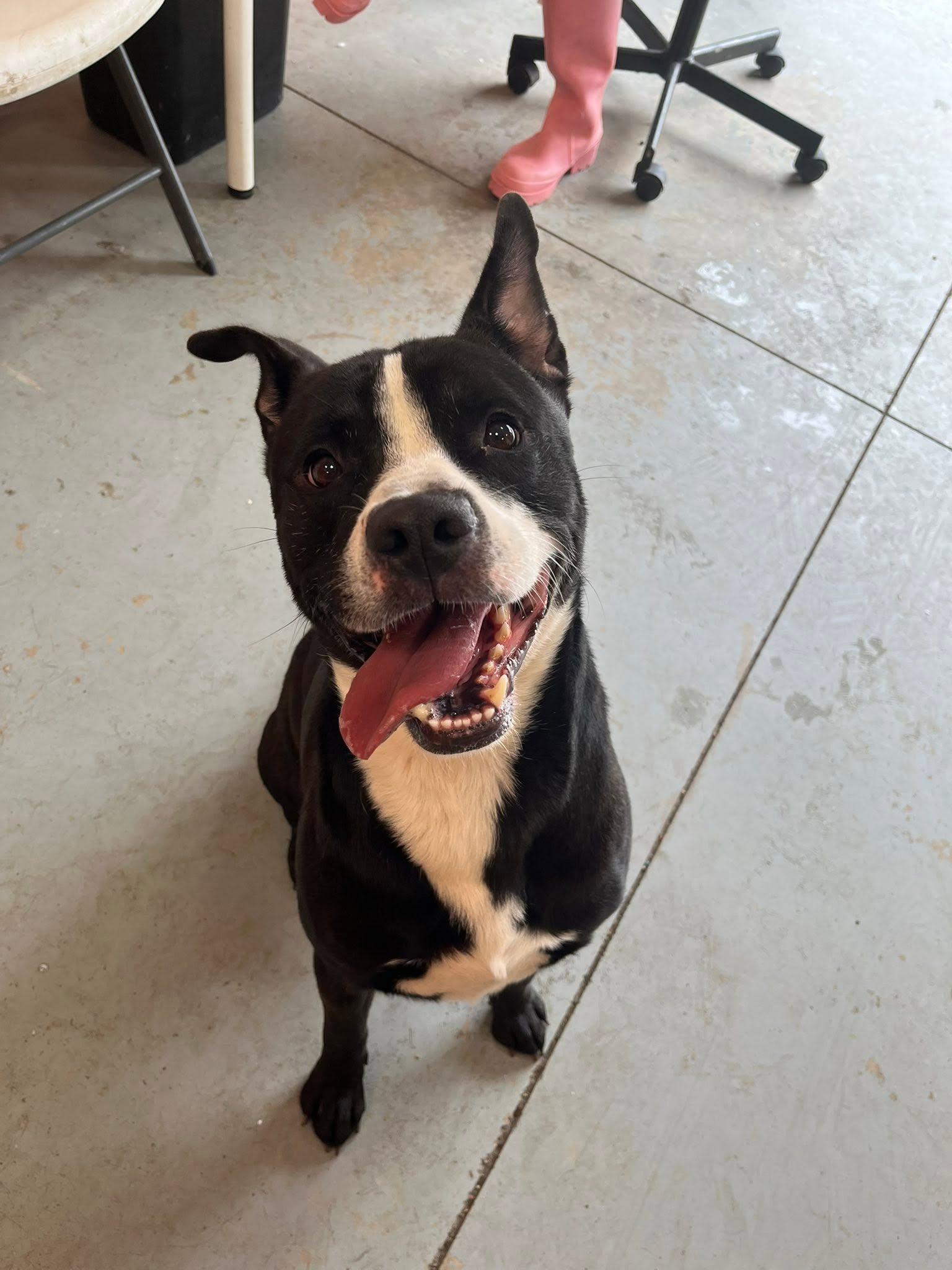Enlarge Clover, a ADOPTABLE mixed breed in Lincoln Park, MI image 4/4