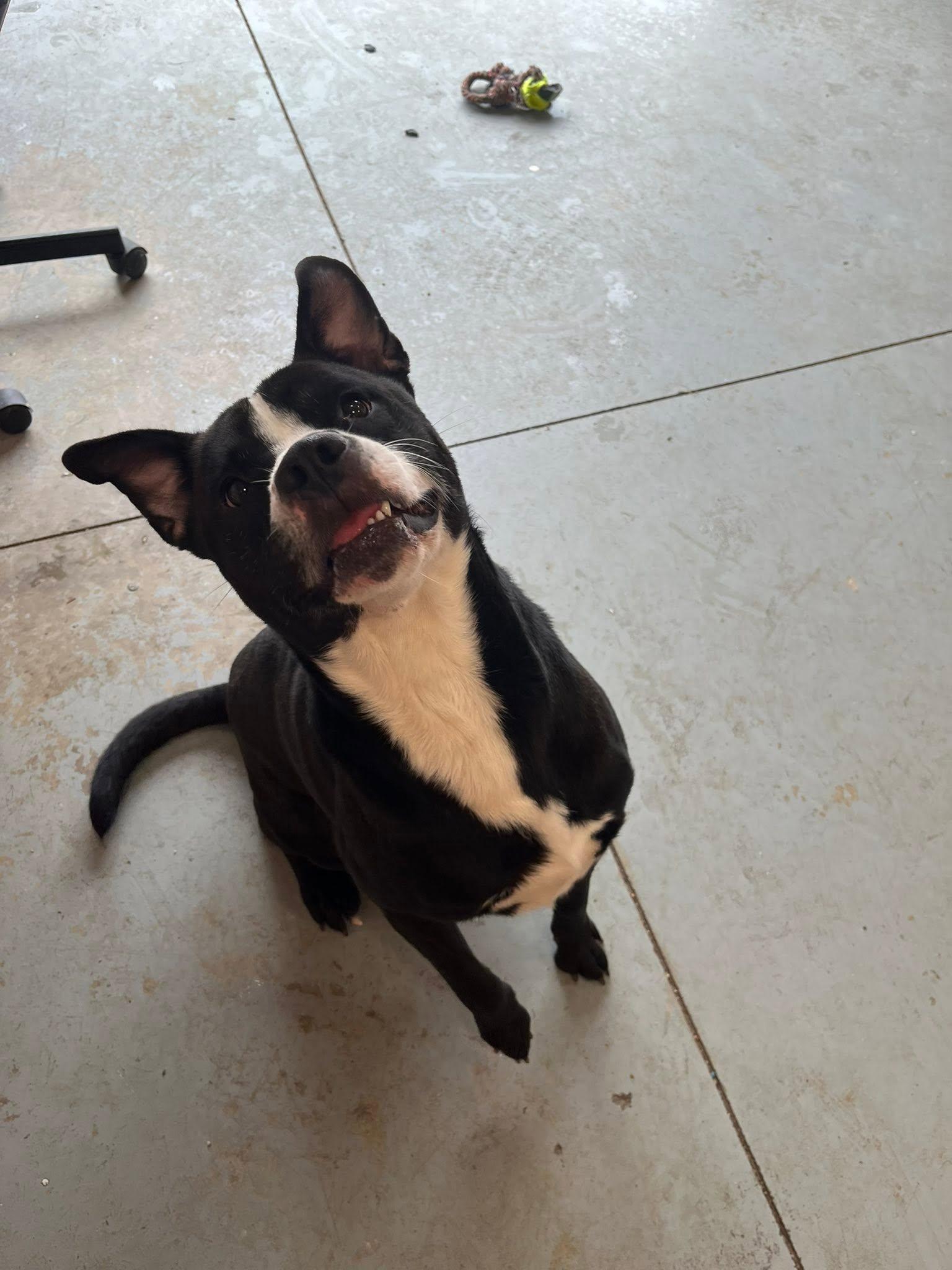 Enlarge Clover, a ADOPTABLE mixed breed in Lincoln Park, MI image 1/4