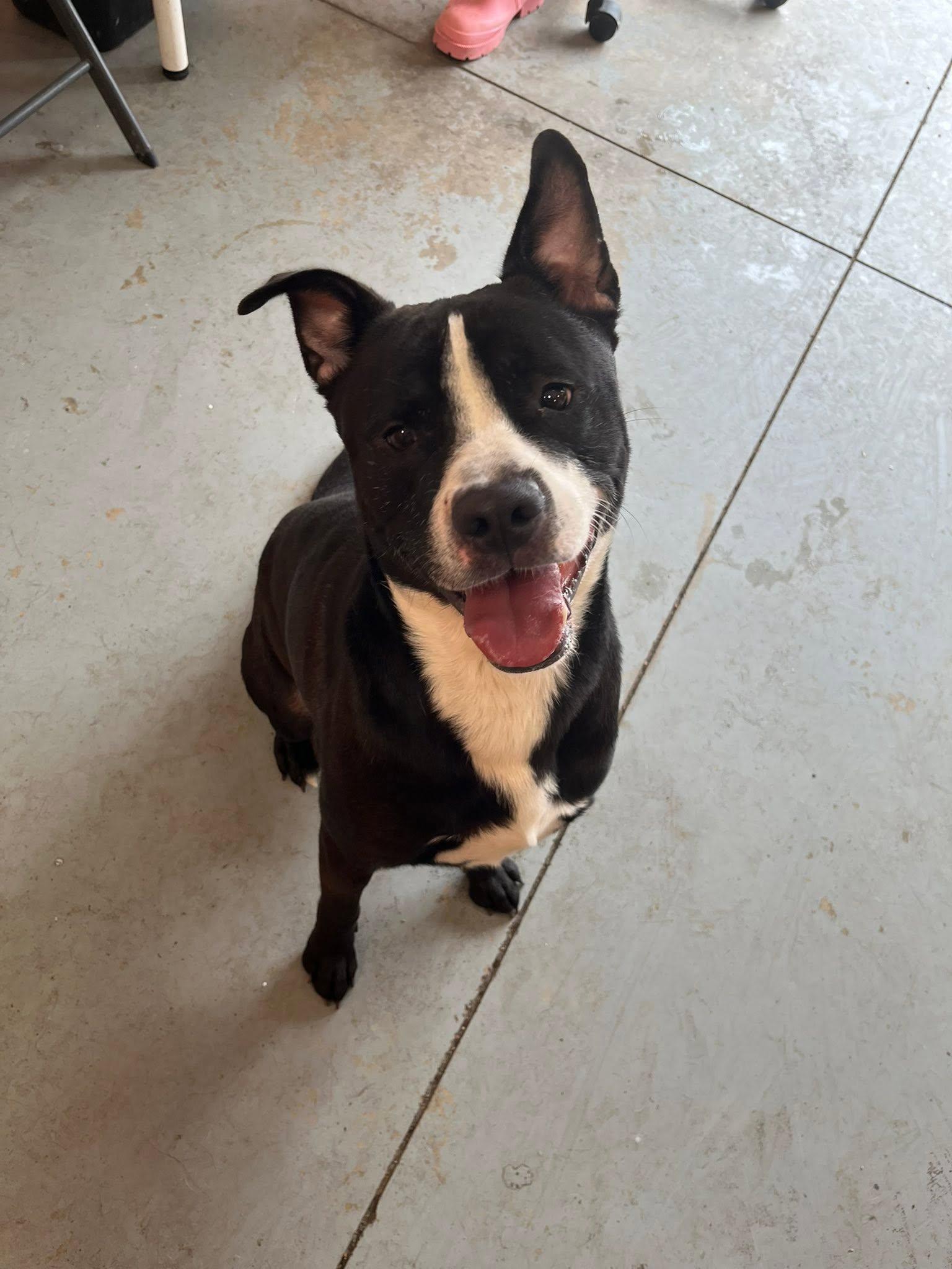 Enlarge Clover, a ADOPTABLE mixed breed in Lincoln Park, MI image 2/4