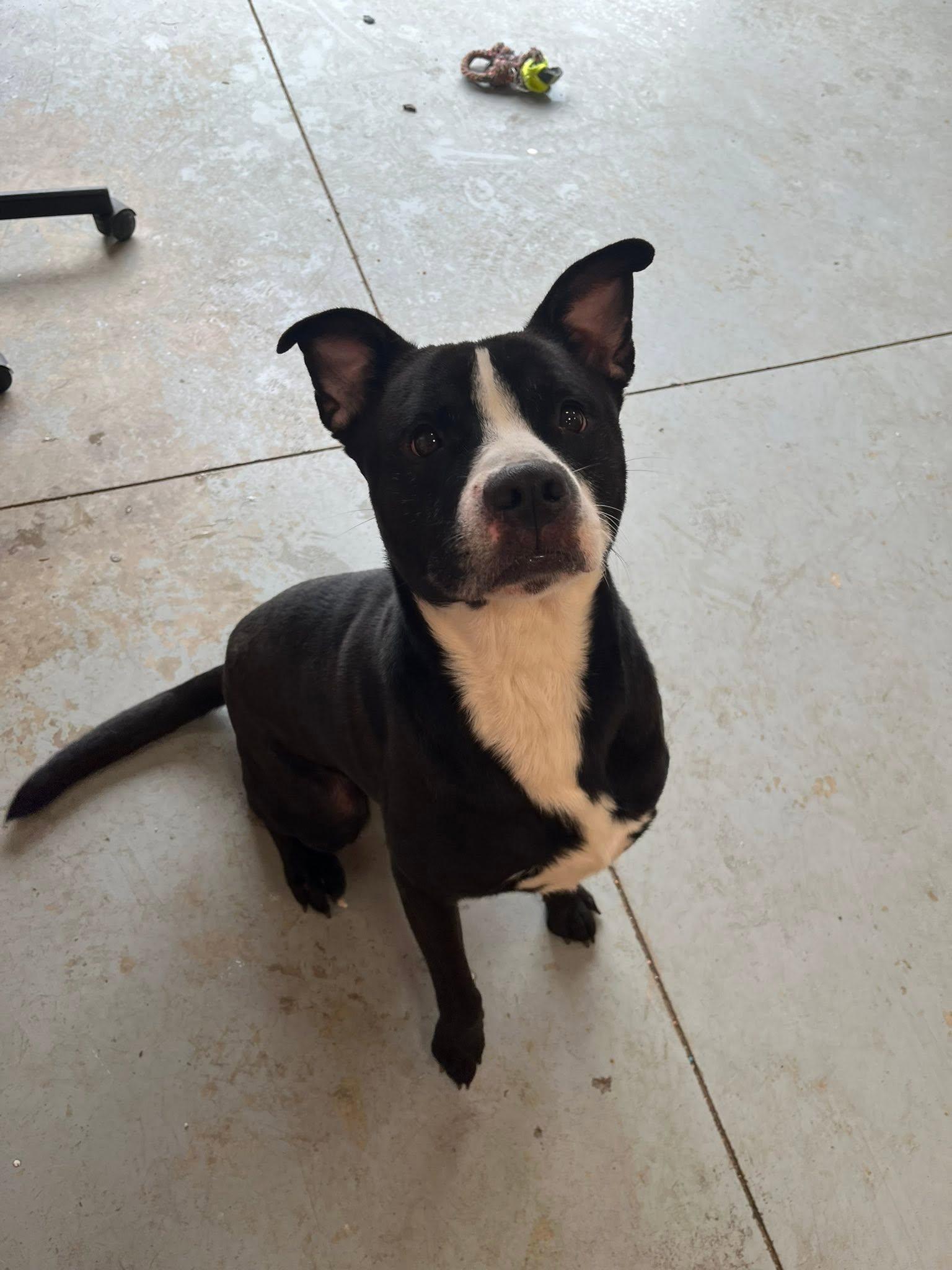Enlarge Clover, a ADOPTABLE mixed breed in Lincoln Park, MI image 3/4
