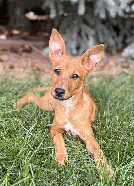 Kyndsi, Adoptable, Puppy Female Cattle Dog.