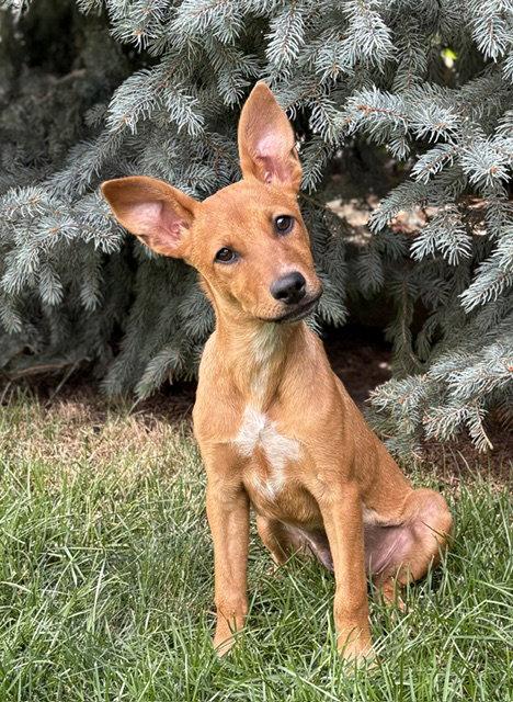Enlarge Kyndsi, a Adoptable Cattle Dog in Salt Lake City, UT image 2/3