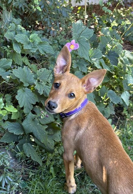 Enlarge Kyndsi, a Adoptable Cattle Dog in Salt Lake City, UT image 3/3