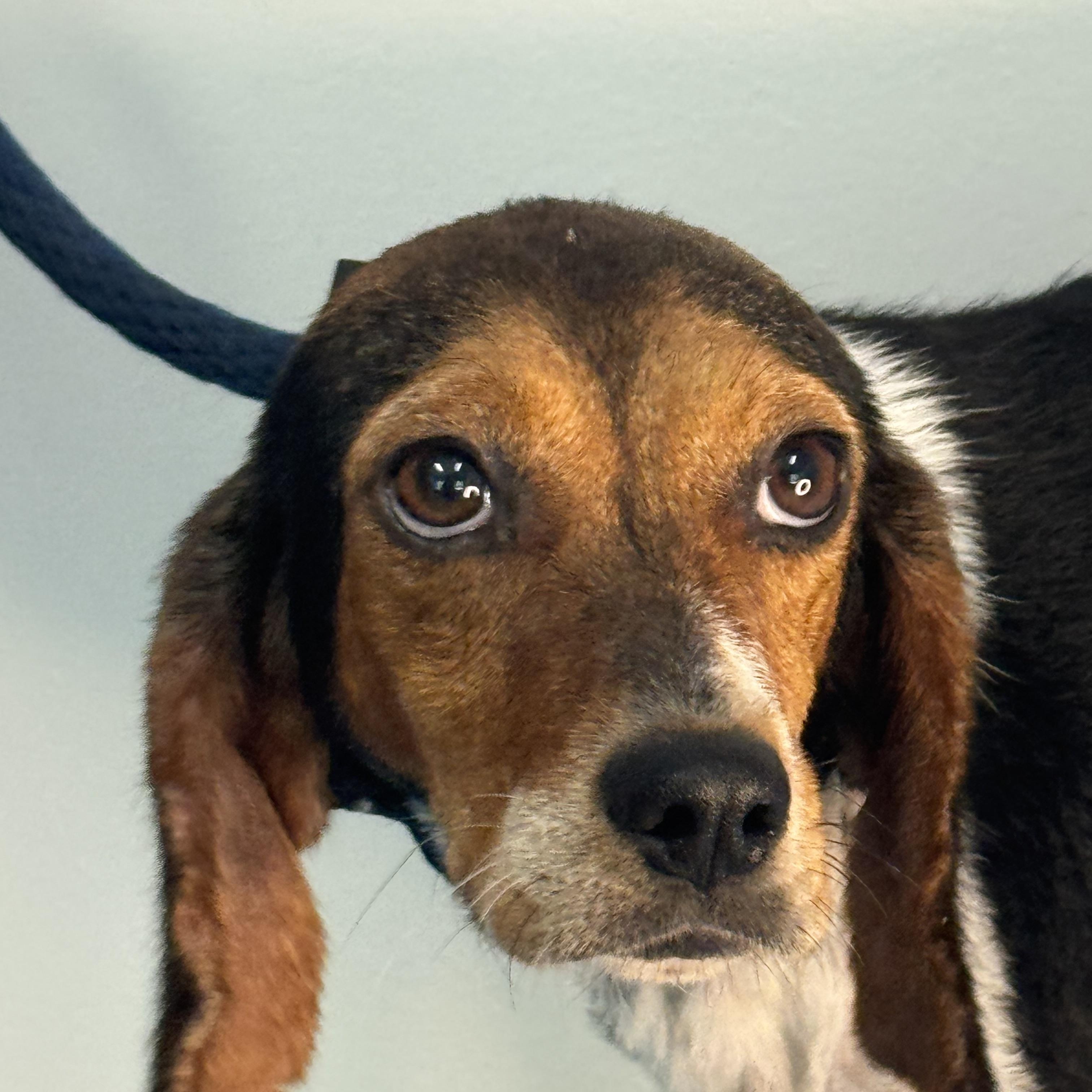 Piper, a ADOPTABLE Beagle in Richmond, VA image 2/6