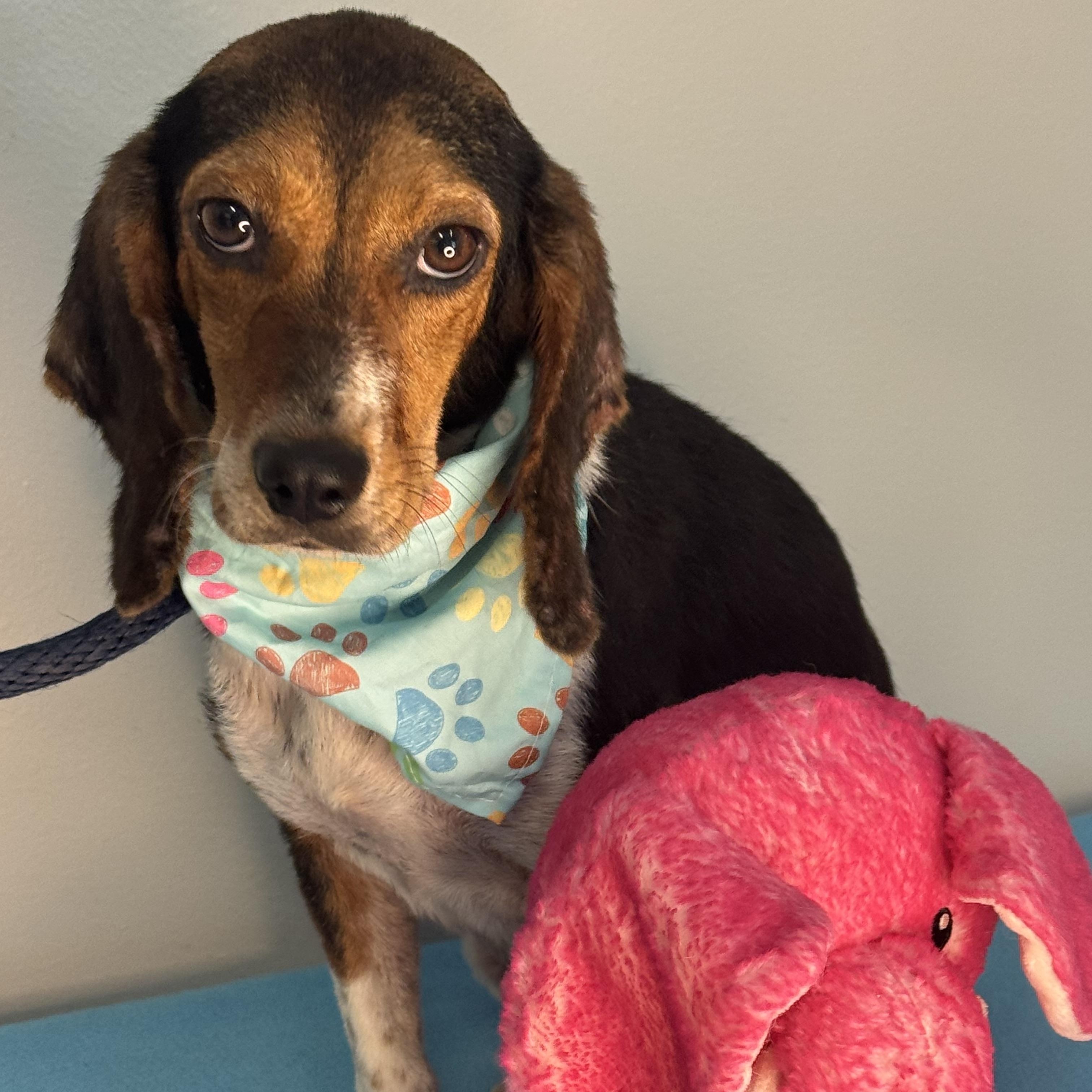 Piper, a ADOPTABLE Beagle in Richmond, VA image 5/6