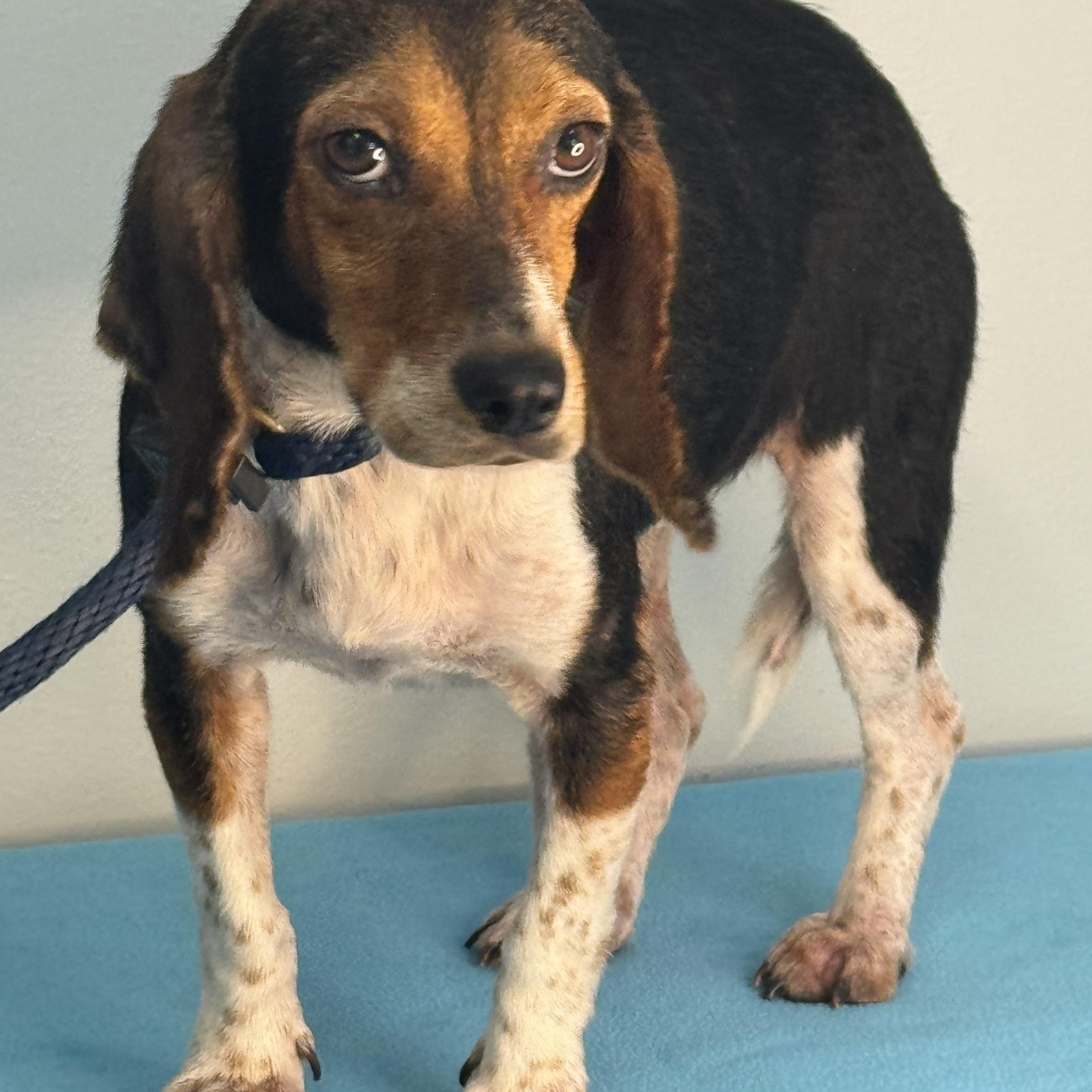 Piper, a ADOPTABLE Beagle in Richmond, VA image 4/6