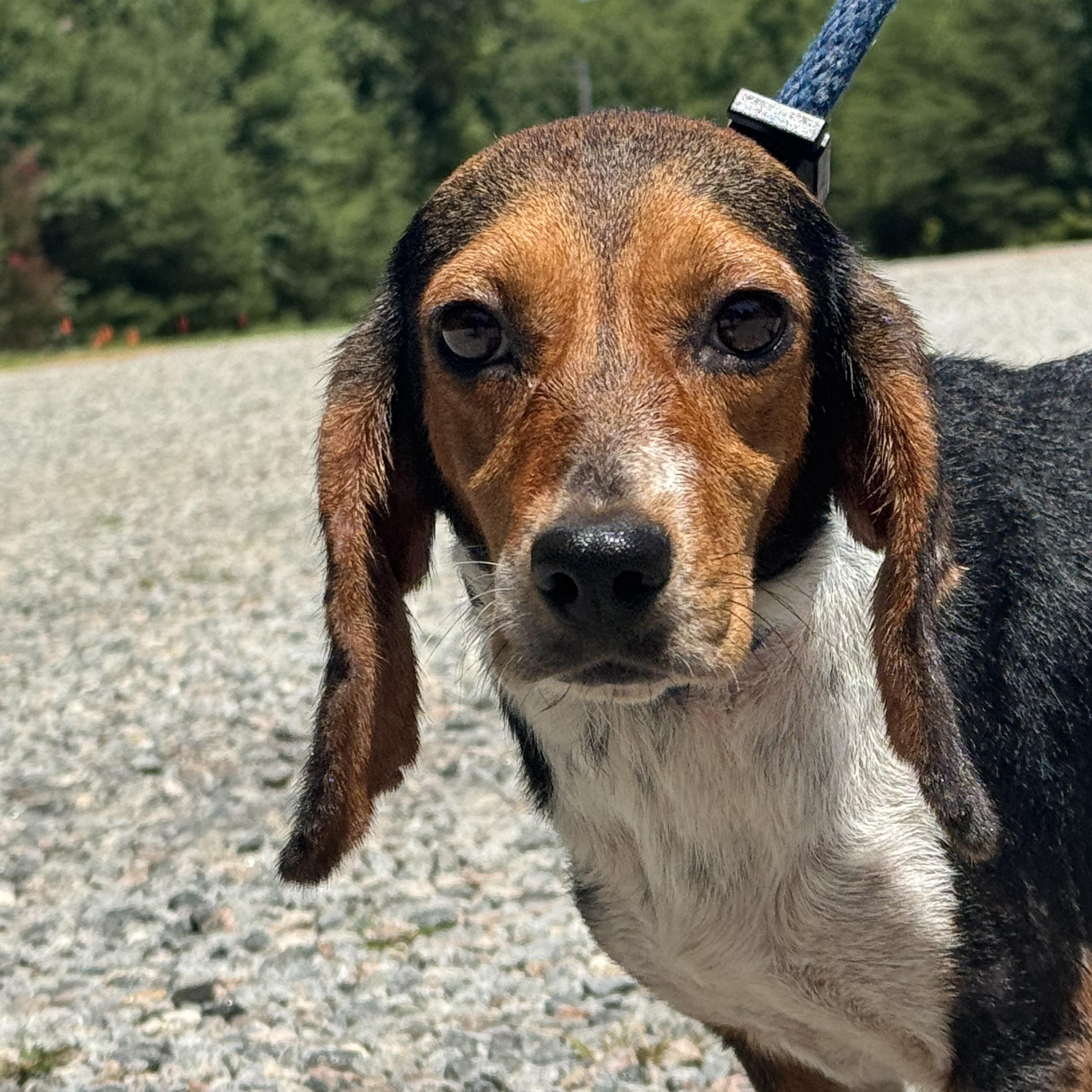 Piper, a ADOPTABLE Beagle in Richmond, VA image 3/6